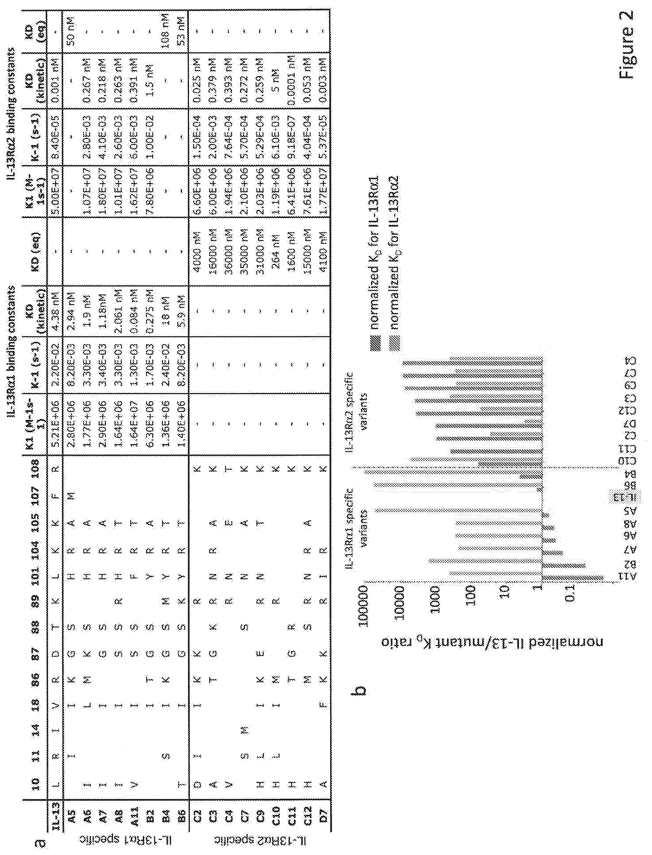 Patent US12590133 Figure 2 – IL-13/IL-4 superkines: immune cell targeting constructs and methods of use thereof