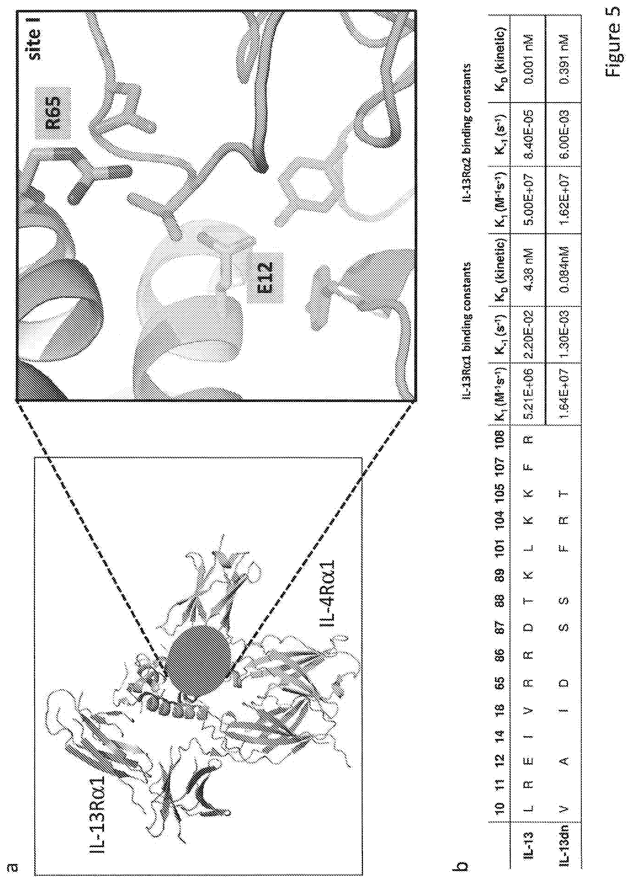 Patent US12590133 Figure 5 – IL-13/IL-4 superkines: immune cell targeting constructs and methods of use thereof