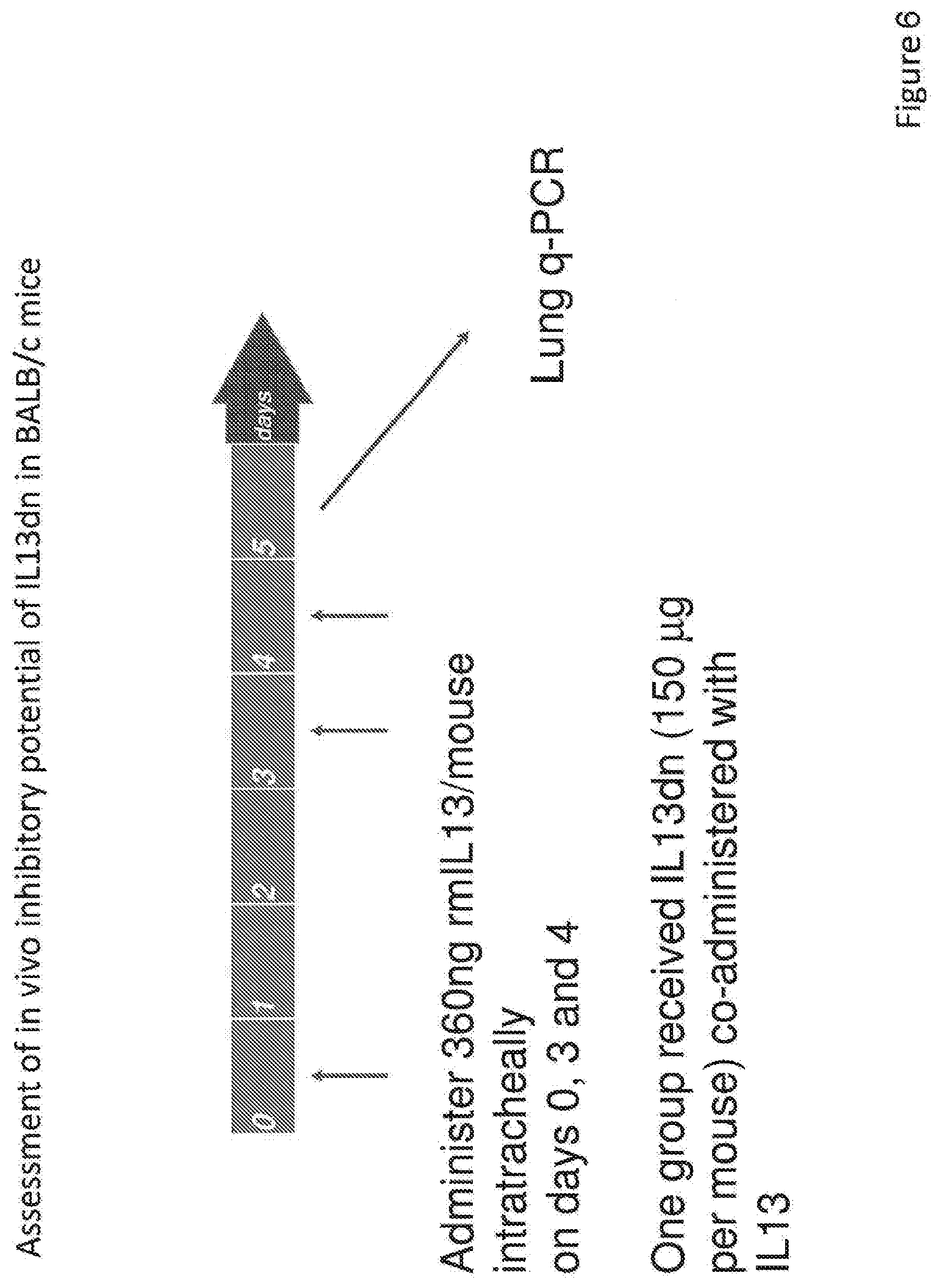 Patent US12590133 Figure 6 – IL-13/IL-4 superkines: immune cell targeting constructs and methods of use thereof
