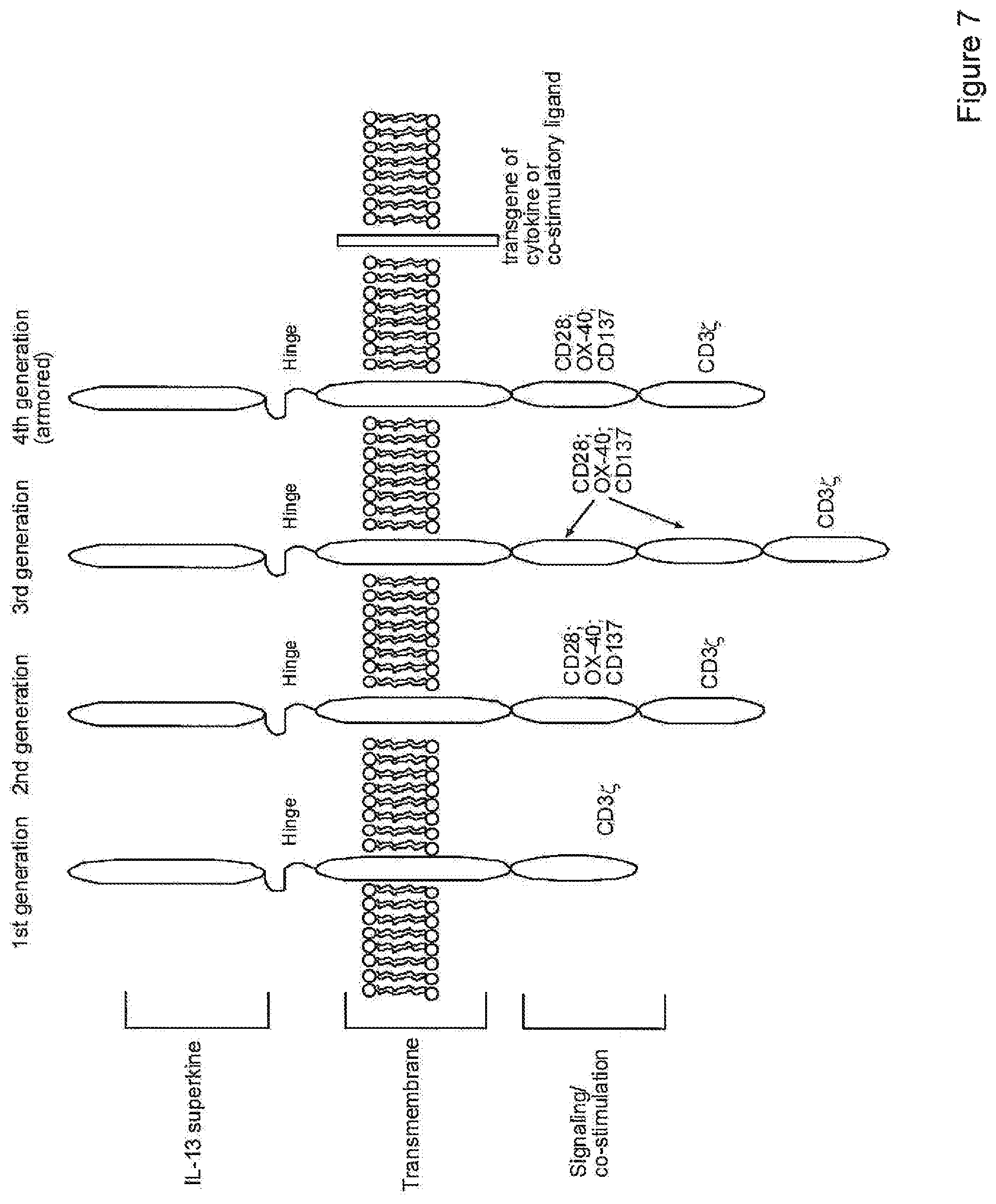 Patent US12590133 Figure 8 – IL-13/IL-4 superkines: immune cell targeting constructs and methods of use thereof