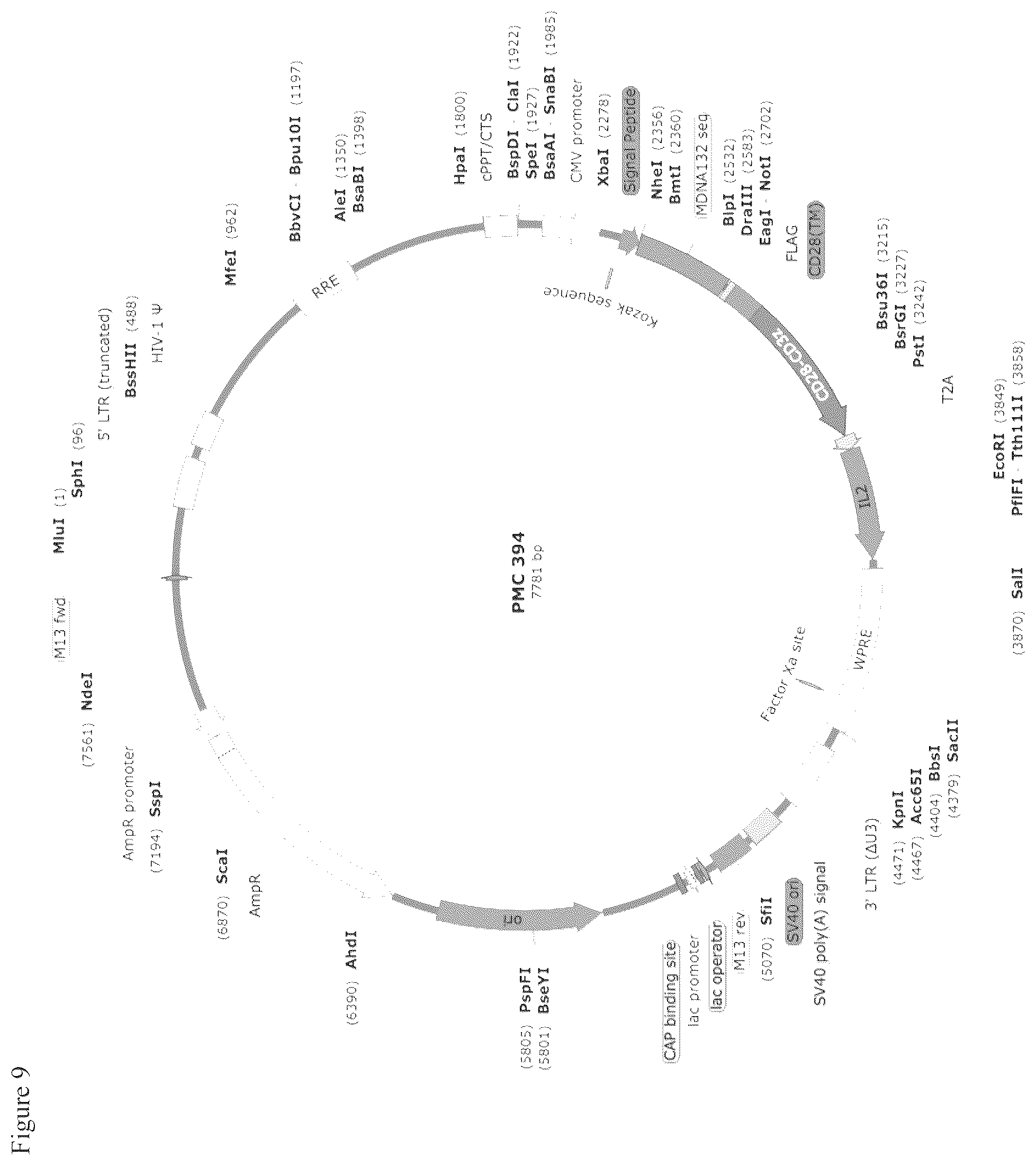 Patent US12590133 Figure 10 – IL-13/IL-4 superkines: immune cell targeting constructs and methods of use thereof