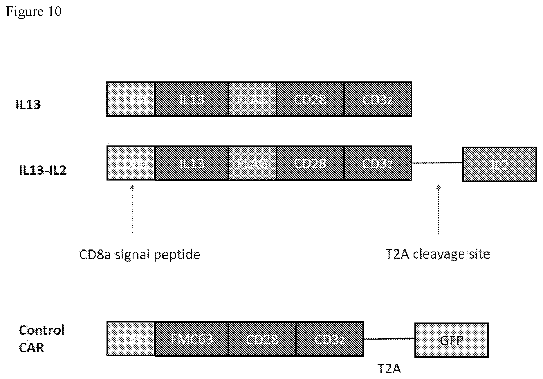 Patent US12590133 Figure 11 – IL-13/IL-4 superkines: immune cell targeting constructs and methods of use thereof