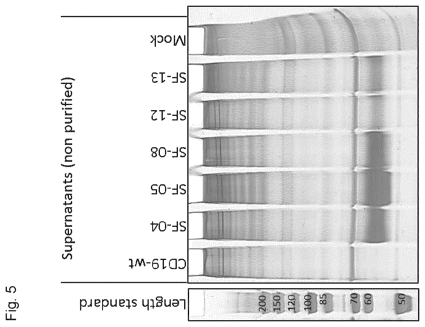 Patent US12590135 Figure 19 – Stabilized extracellular domain of CD19