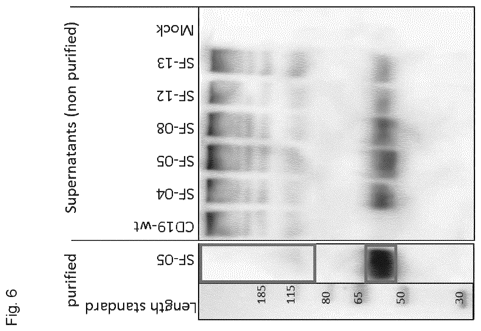 Patent US12590135 Figure 20 – Stabilized extracellular domain of CD19