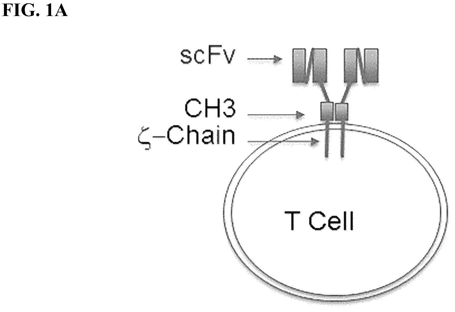 Patent US12590137 — Meditope-enabled T cells — Figure 1