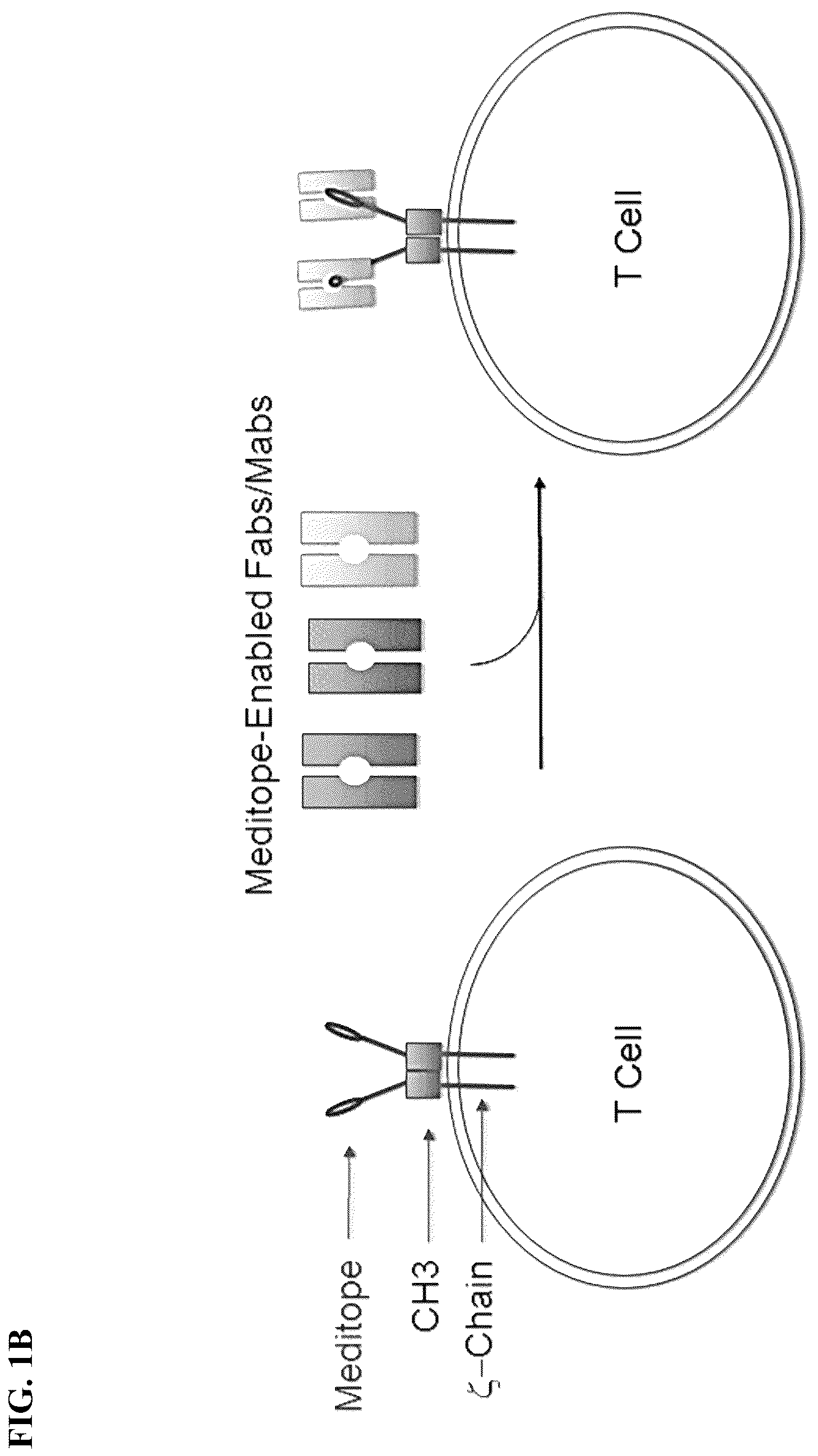 Patent US12590137 Figure 2 – Meditope-enabled T cells