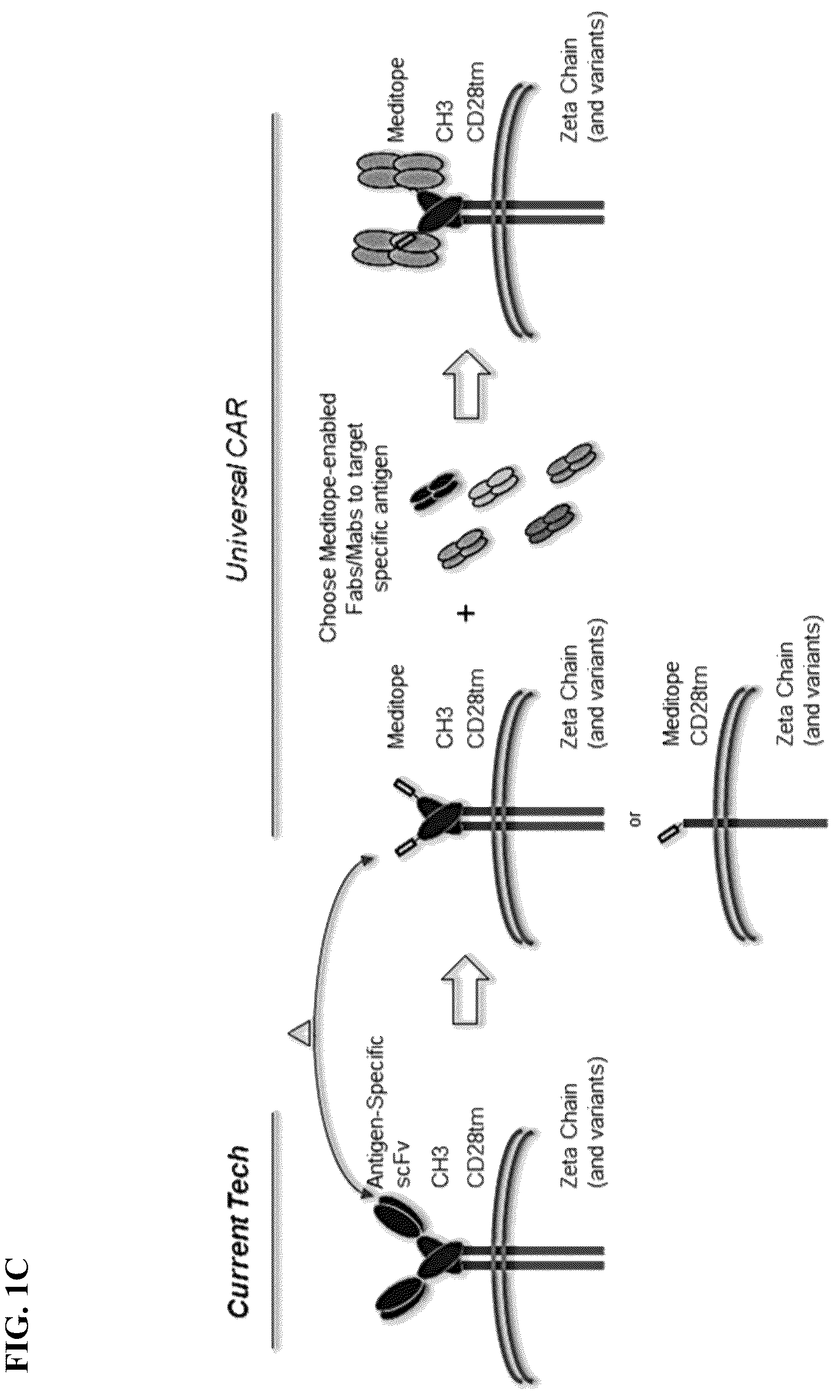 Patent US12590137 Figure 3 – Meditope-enabled T cells