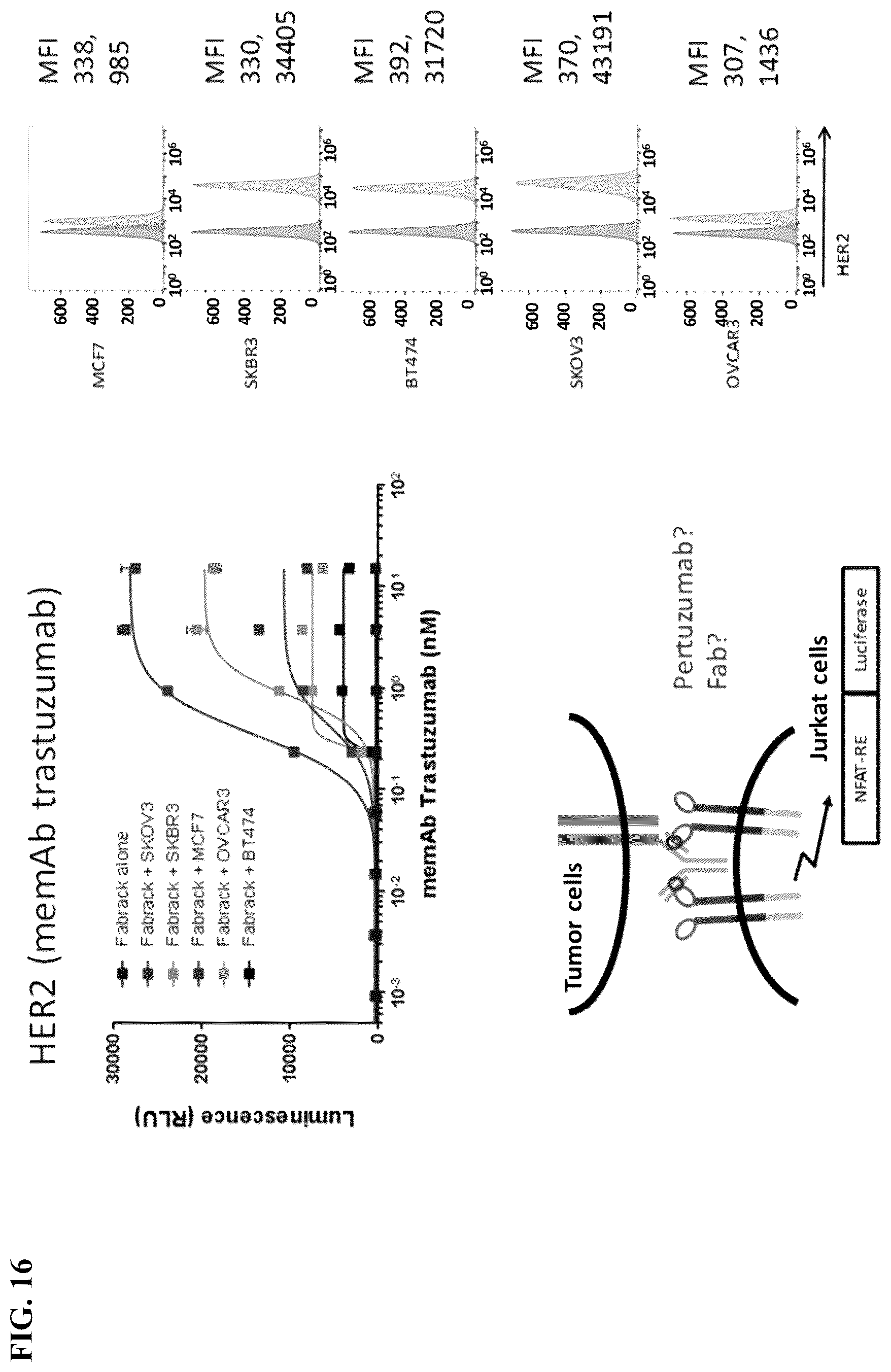 Patent US12590137 Figure 20 – Meditope-enabled T cells