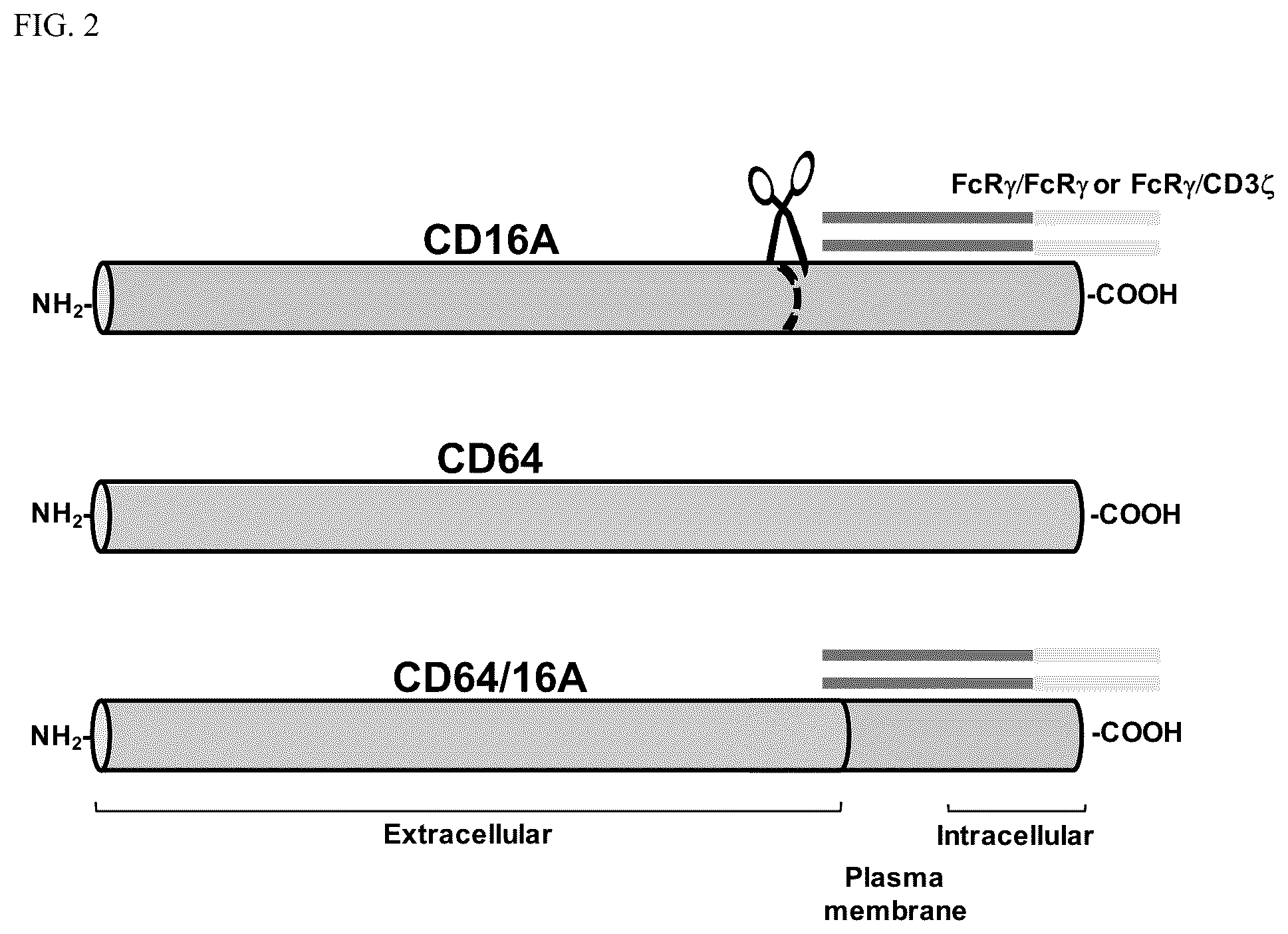 Patent US12590138 Figure 2 – Treatments administering chimeric IgG Fc receptor comprising an extracellular domain of CD64