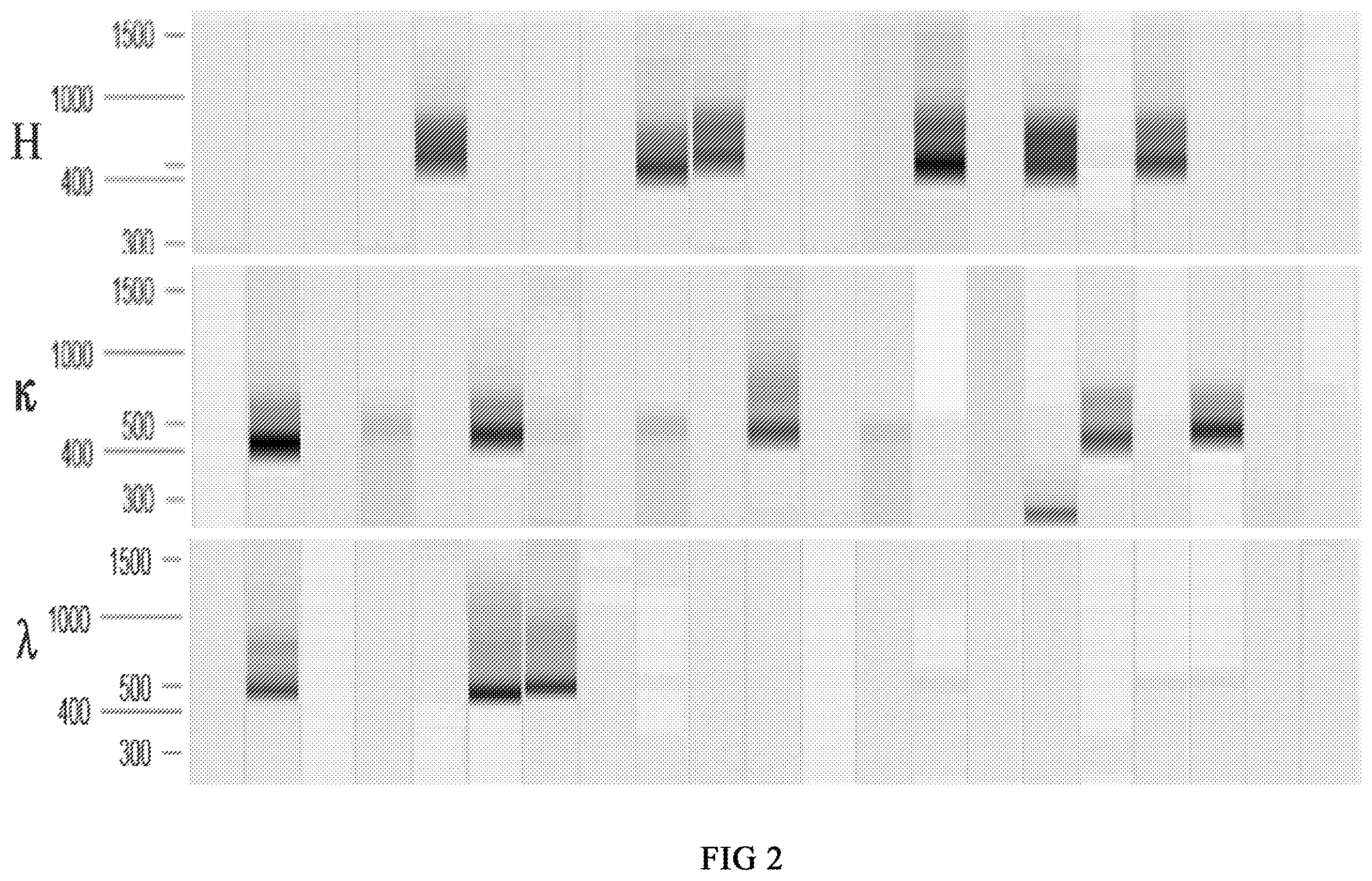 Patent US12590141 Figure 2 – Monoclonal antibodies against Henipavirus glycoprotein G and encoding nucleic acids thereof