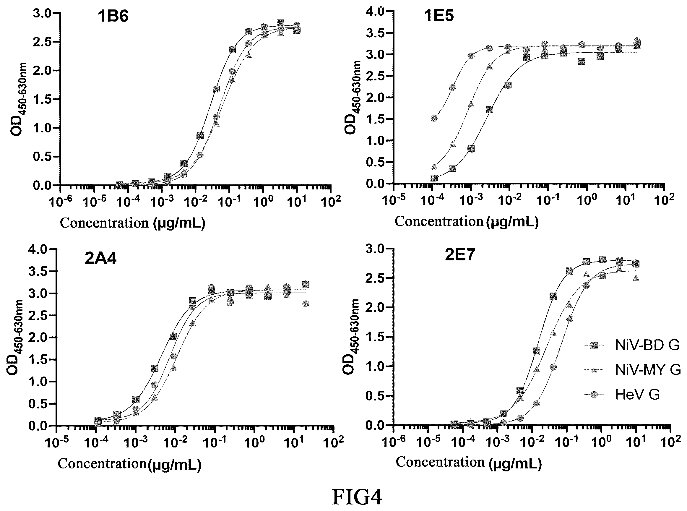 Patent US12590141 Figure 4 – Monoclonal antibodies against Henipavirus glycoprotein G and encoding nucleic acids thereof