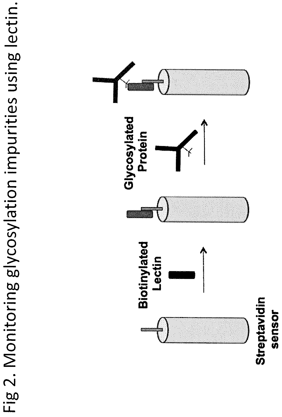 Patent US12590142 Figure 2 – Antibody purification and purity monitoring