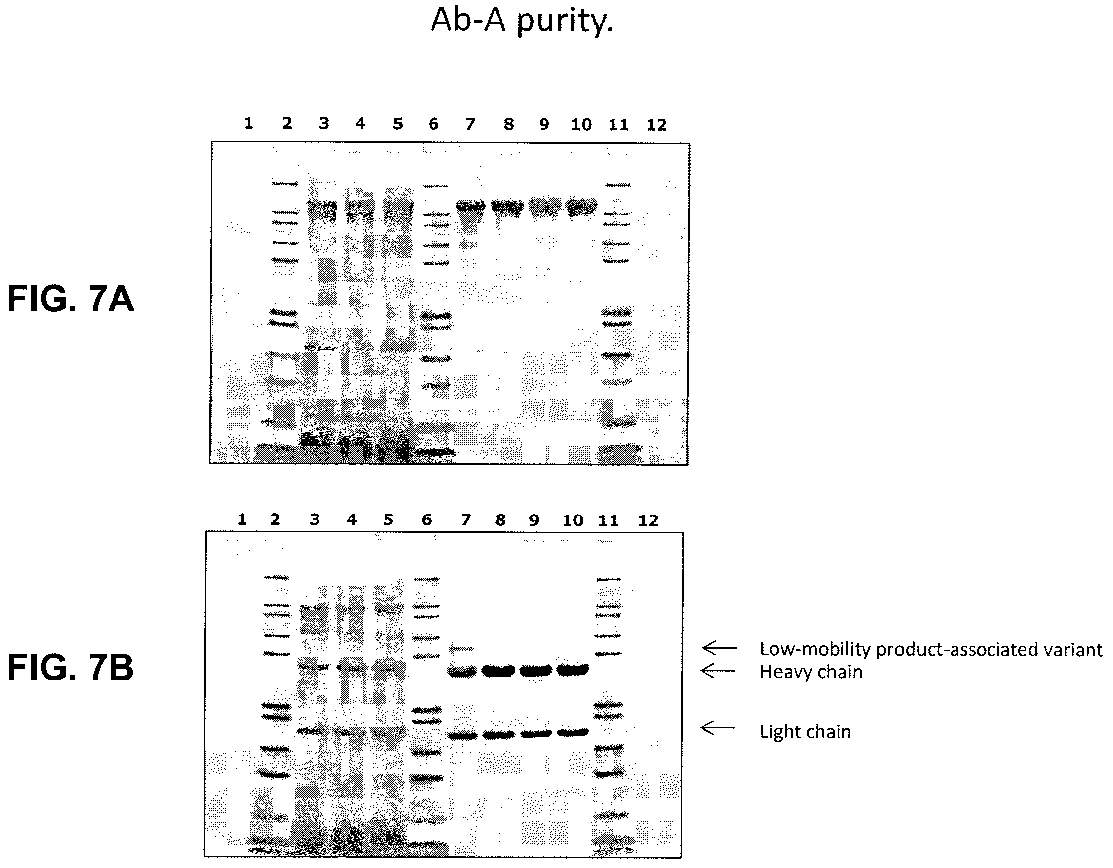 Patent US12590142 Figure 10 – Antibody purification and purity monitoring