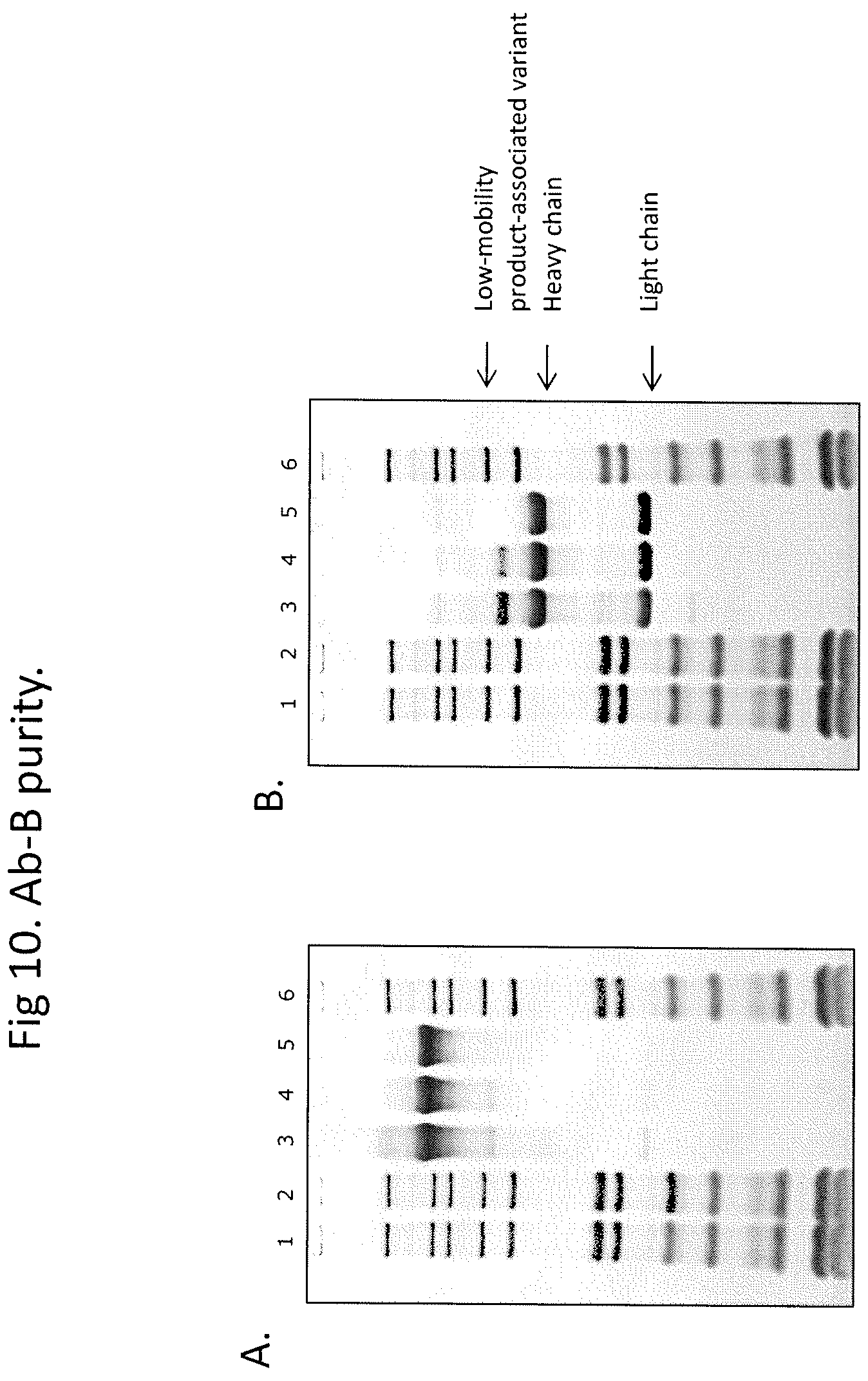 Patent US12590142 Figure 13 – Antibody purification and purity monitoring