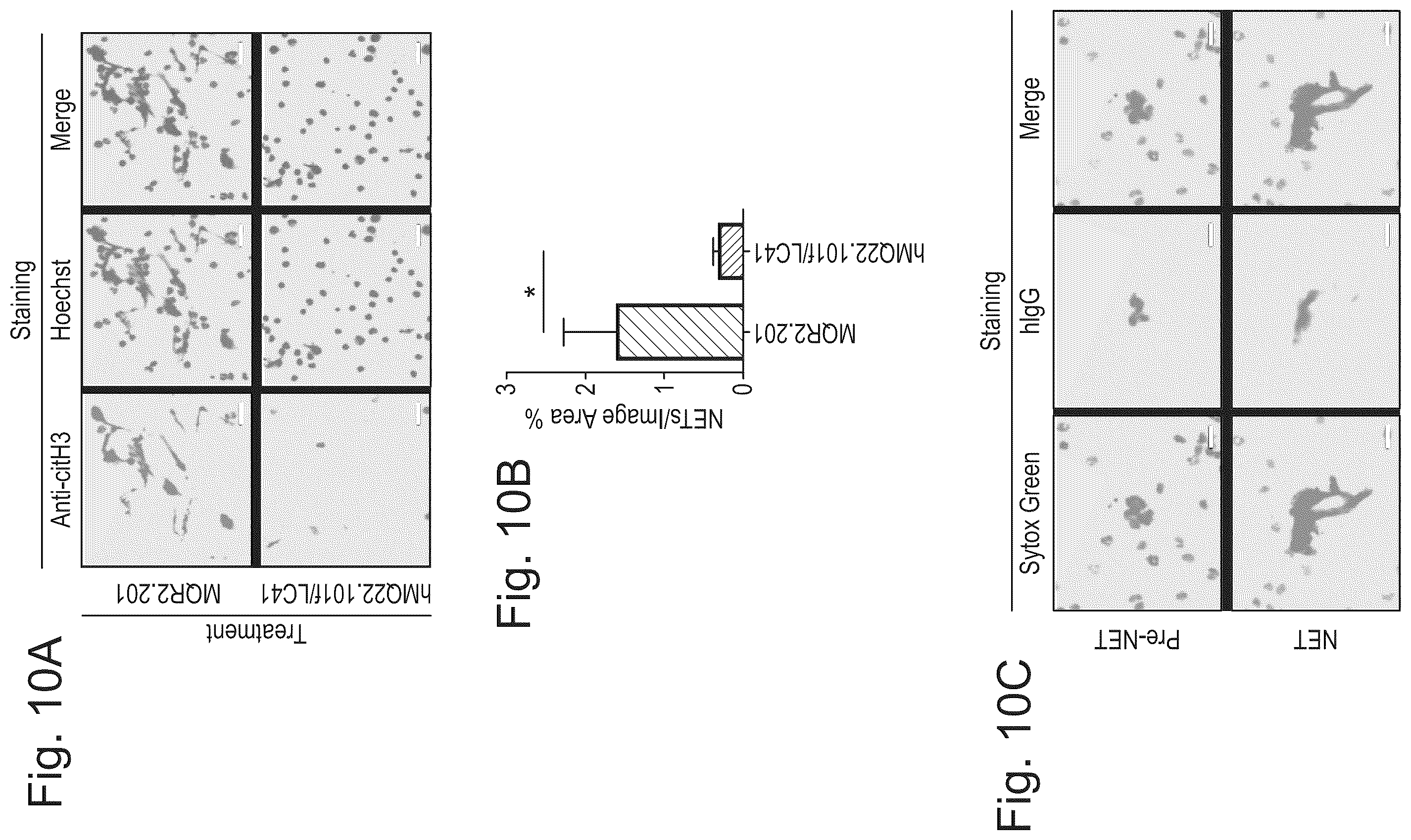 Patent US12590143 Figure 10 – Antibodies binding to citrullinated histone 2A and/or 4
