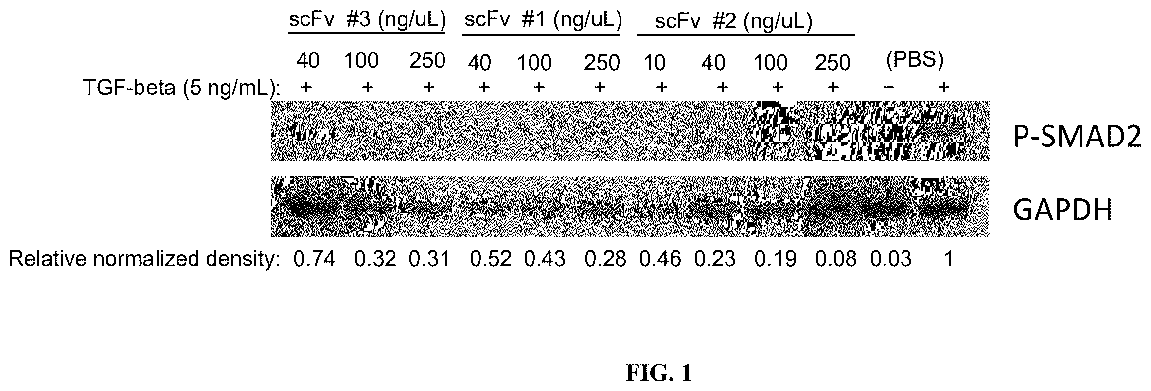 Patent US12590145 Figure 1 – Bi-specific chimeric antigen receptor