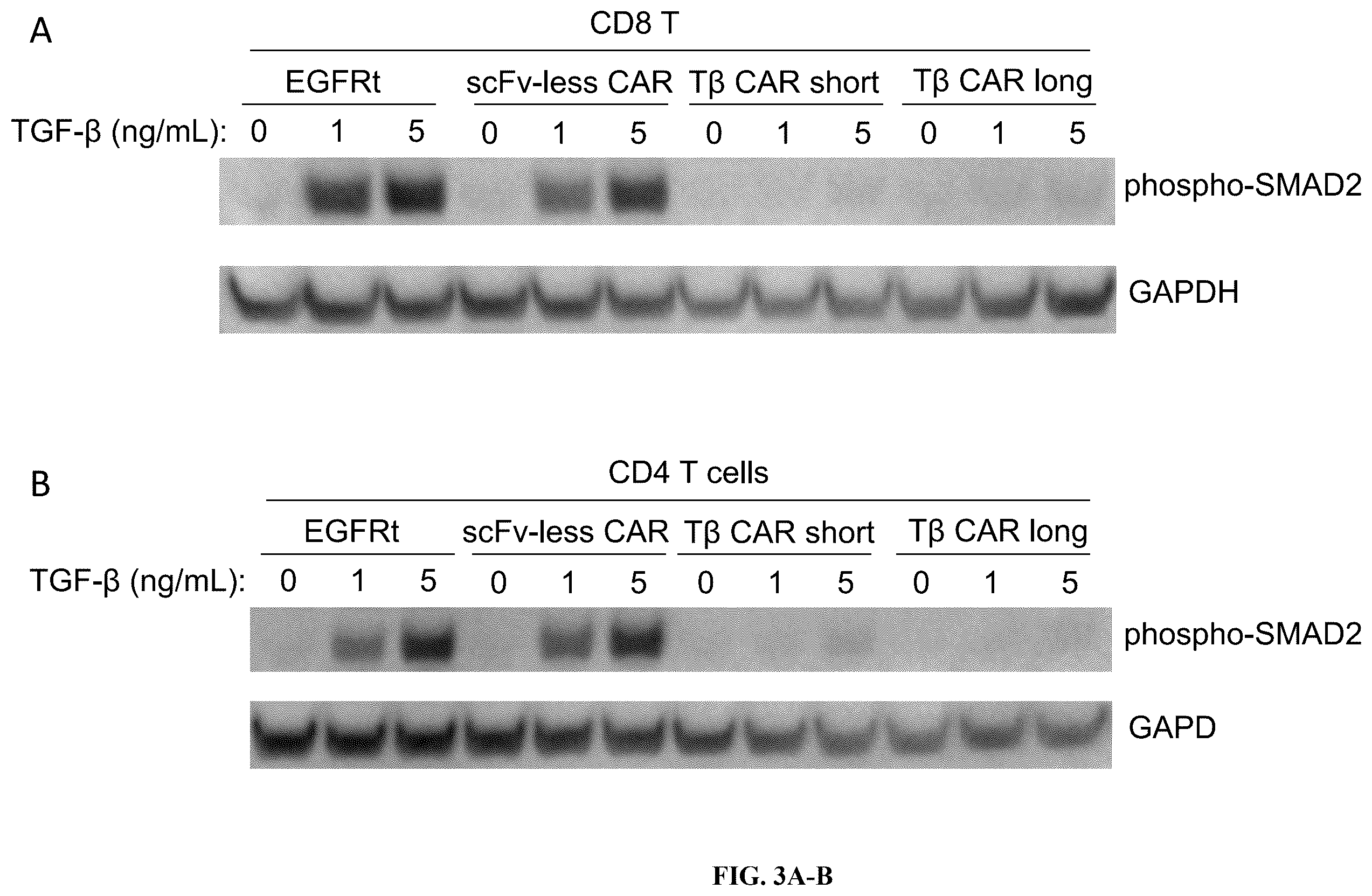 Patent US12590145 Figure 3 – Bi-specific chimeric antigen receptor