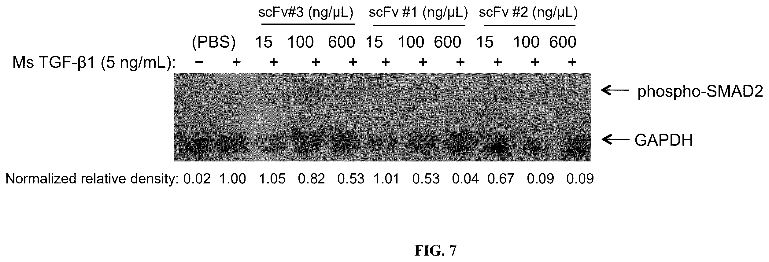 Patent US12590145 Figure 7 – Bi-specific chimeric antigen receptor