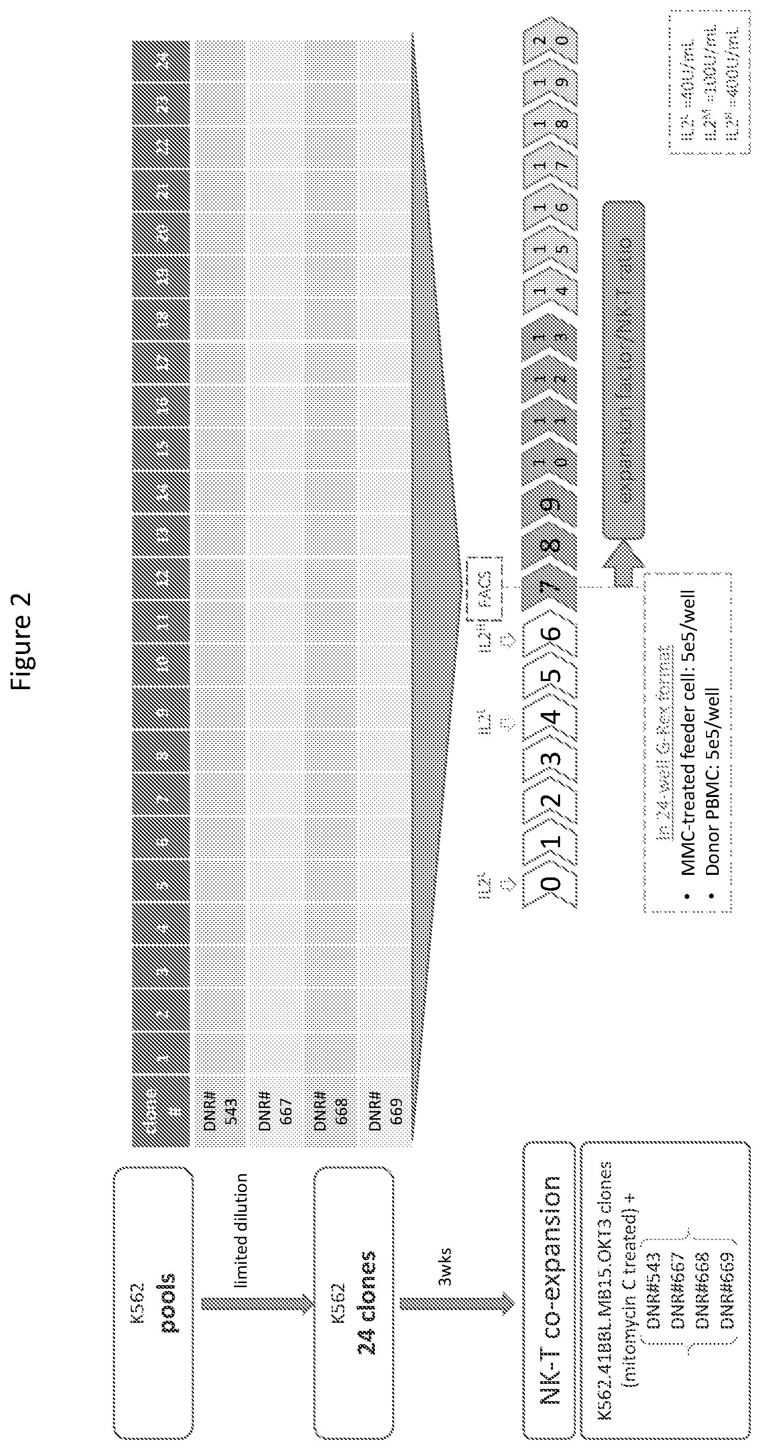 Patent US12590148 Figure 2 – Methods for the simultaneous expansion of multiple immune cell types, related compositions and uses of same in cancer immunotherapy