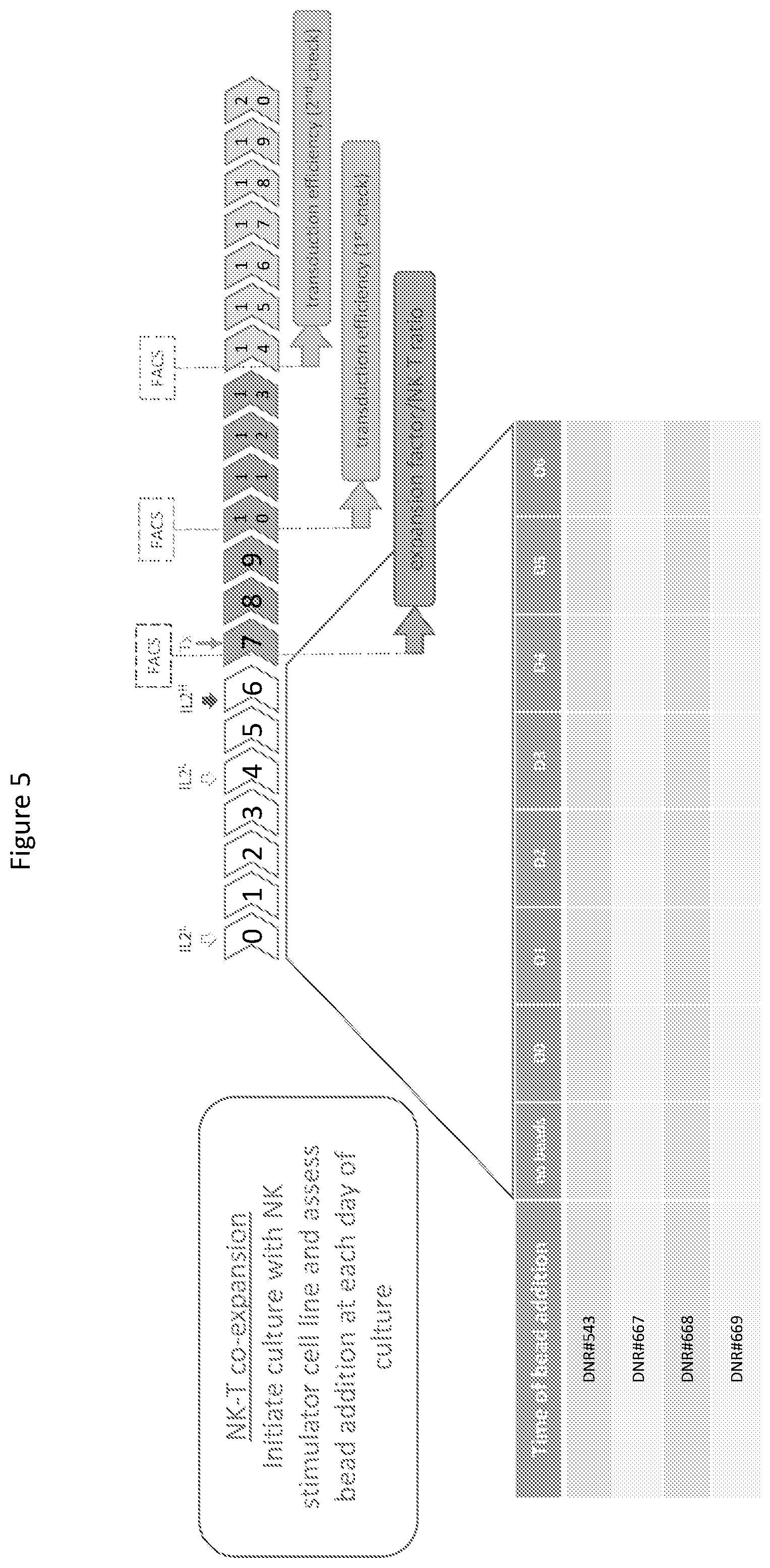 Patent US12590148 Figure 5 – Methods for the simultaneous expansion of multiple immune cell types, related compositions and uses of same in cancer immunotherapy