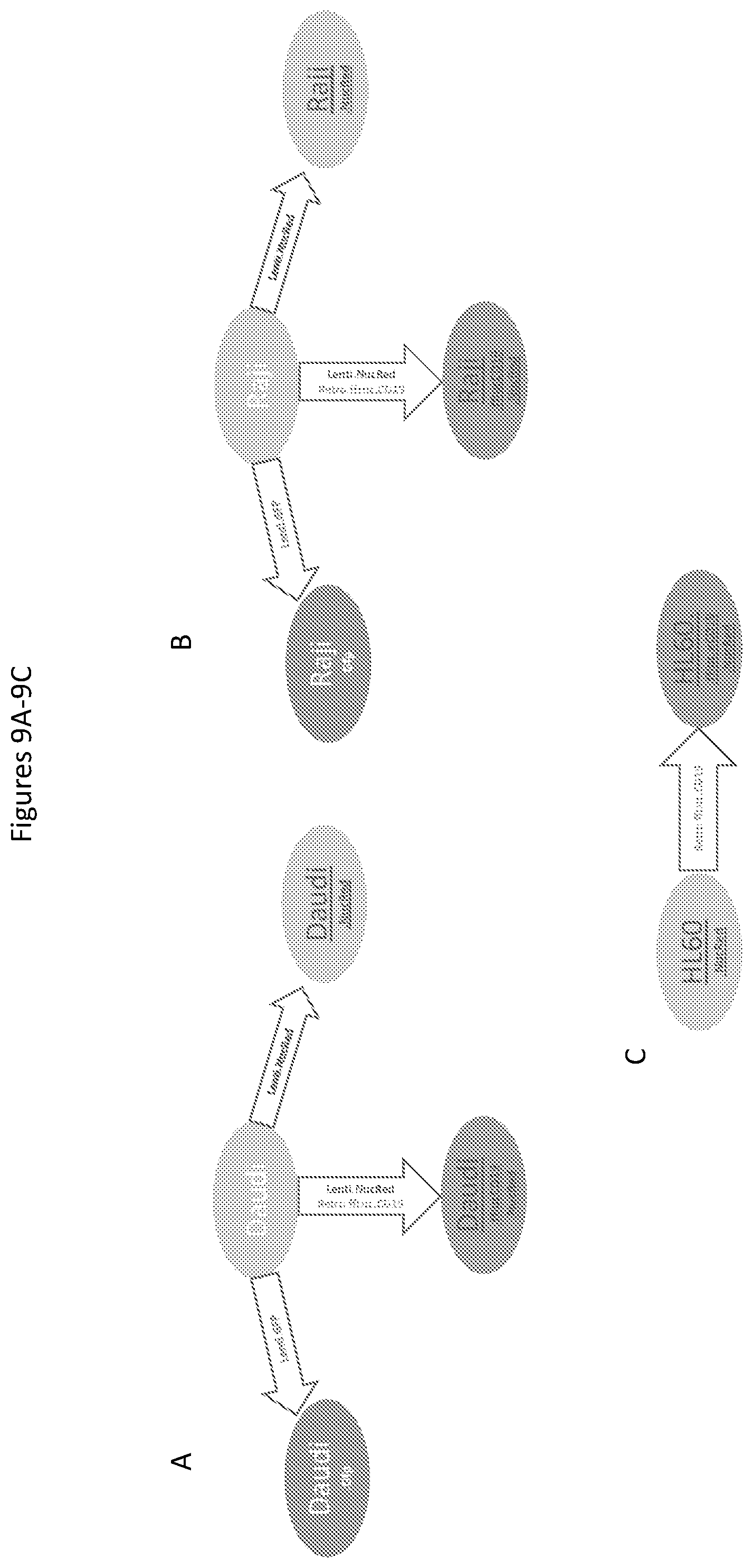 Patent US12590148 Figure 9 – Methods for the simultaneous expansion of multiple immune cell types, related compositions and uses of same in cancer immunotherapy