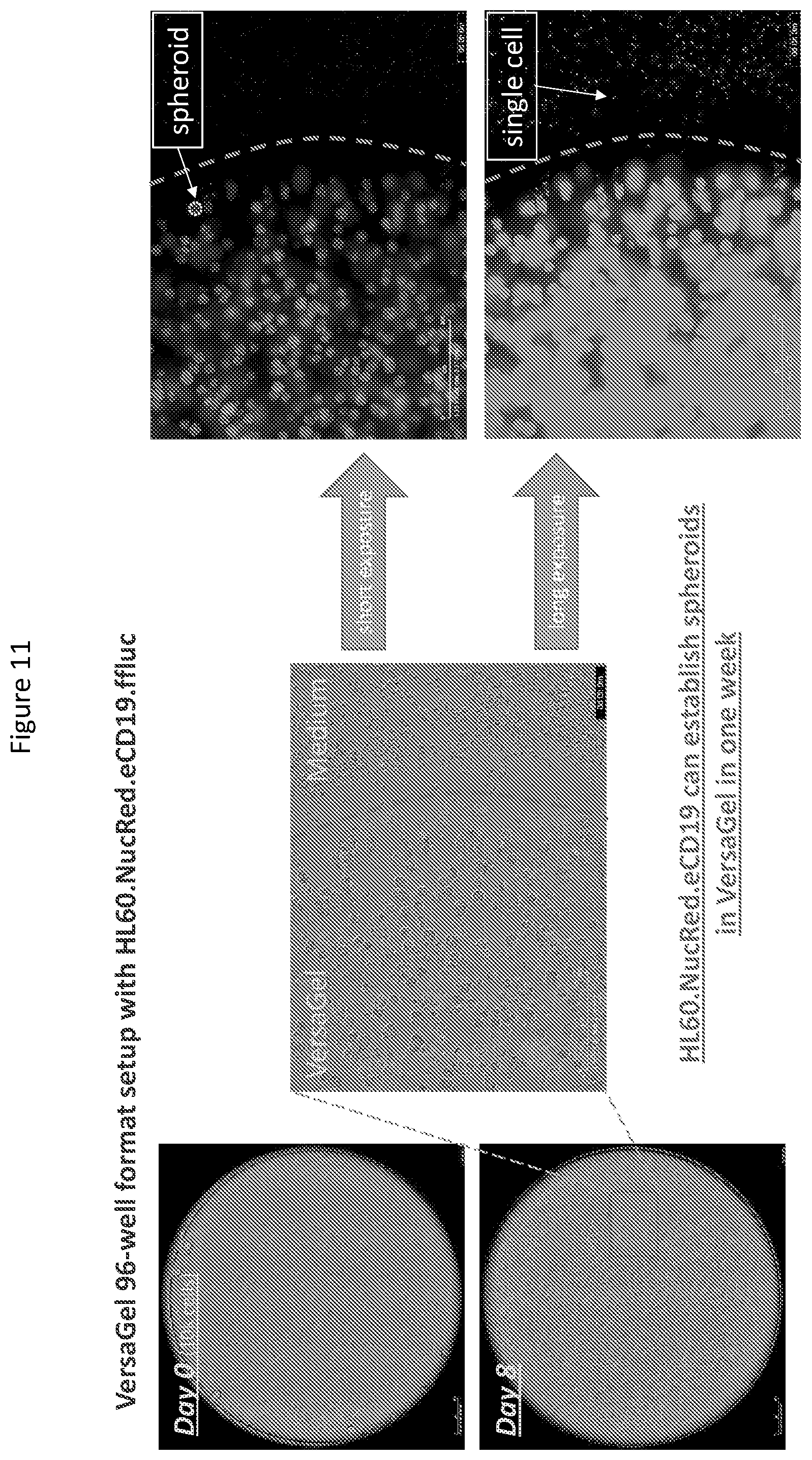 Patent US12590148 Figure 11 – Methods for the simultaneous expansion of multiple immune cell types, related compositions and uses of same in cancer immunotherapy