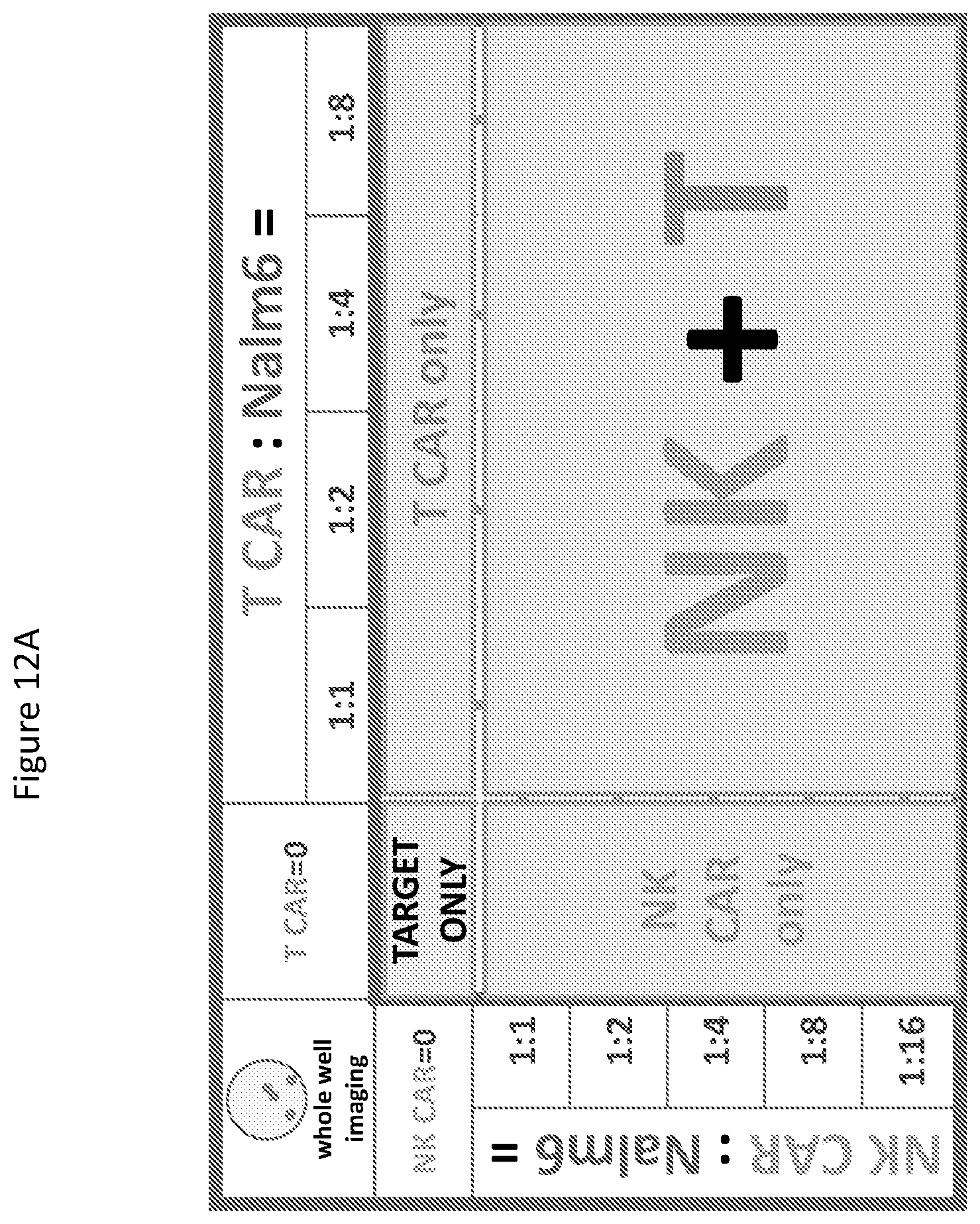 Patent US12590148 Figure 12 – Methods for the simultaneous expansion of multiple immune cell types, related compositions and uses of same in cancer immunotherapy