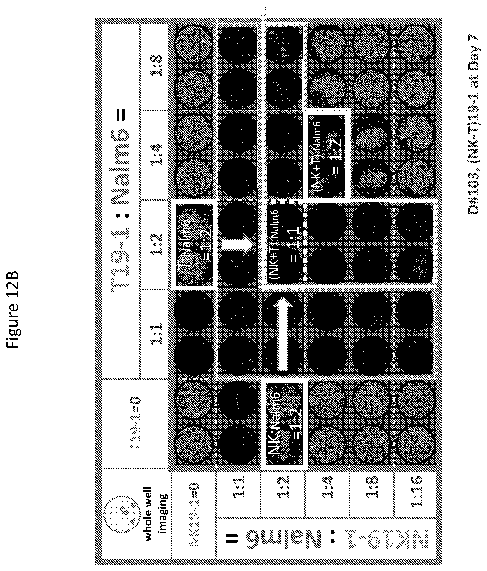 Patent US12590148 Figure 13 – Methods for the simultaneous expansion of multiple immune cell types, related compositions and uses of same in cancer immunotherapy