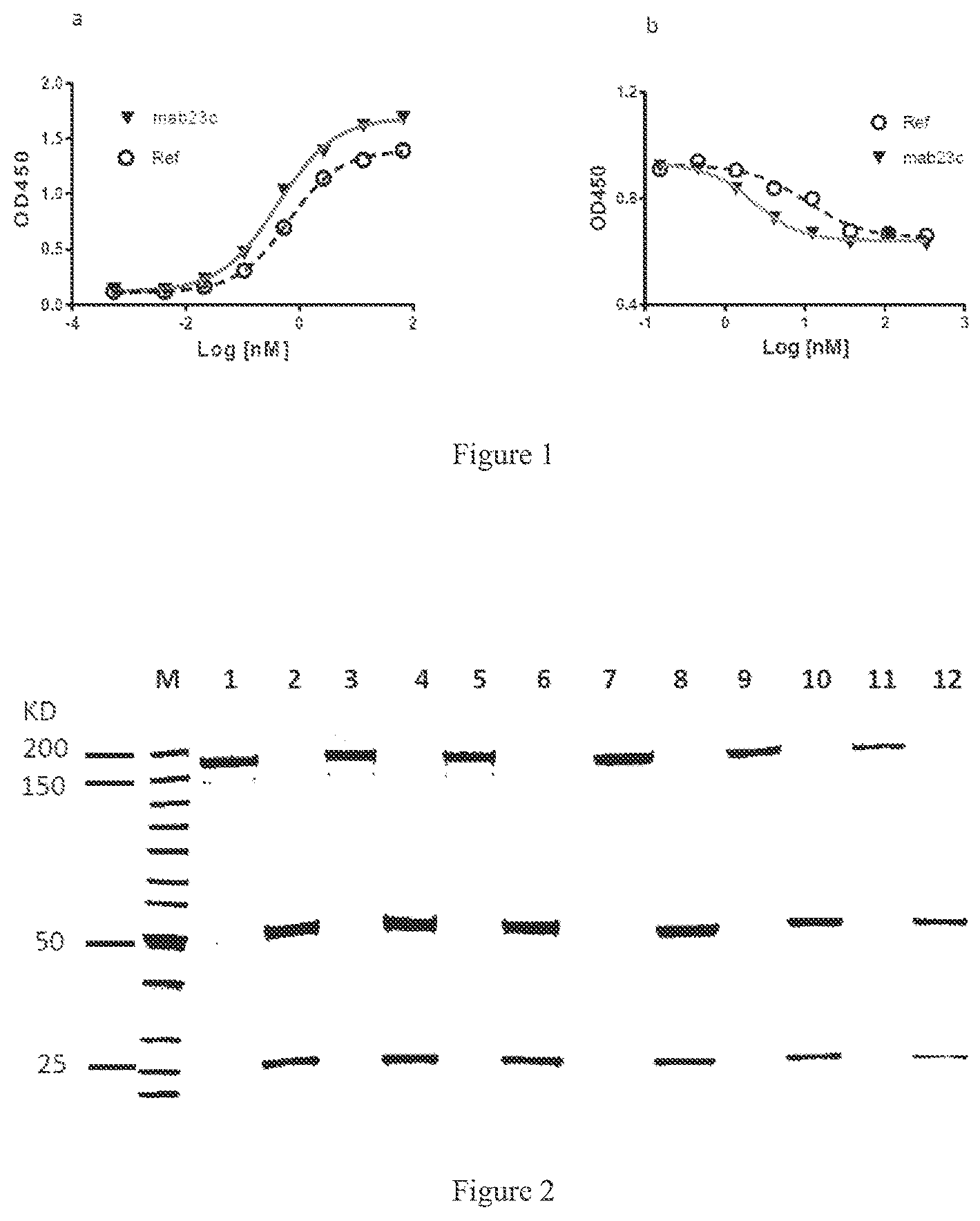 Patent US12590149 Figure 1 – Antibody and bispecific antibody targeting LAG-3 and use thereof