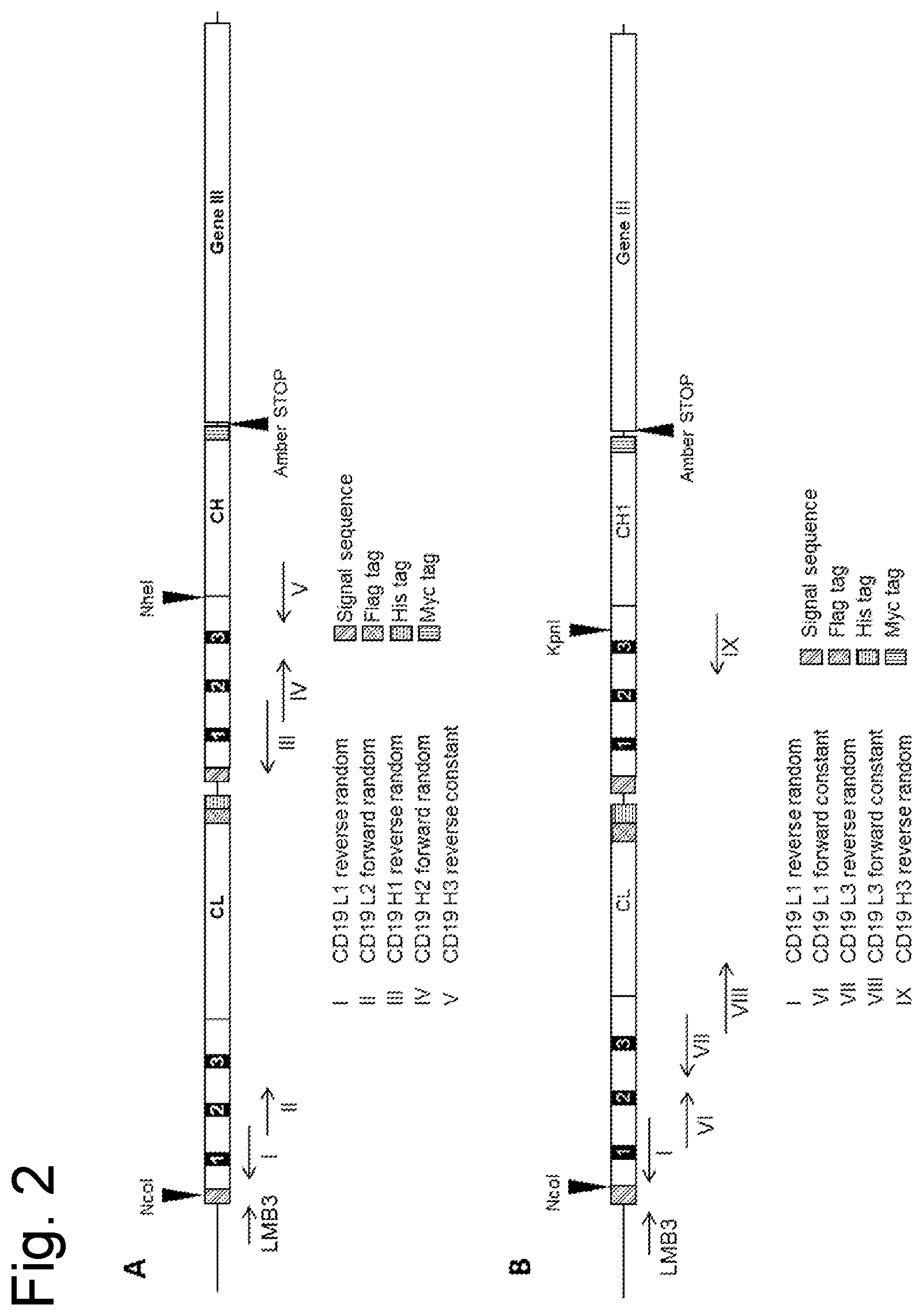 Patent US12590151 Figure 2 – Anti-human CD19 antibodies with high affinity