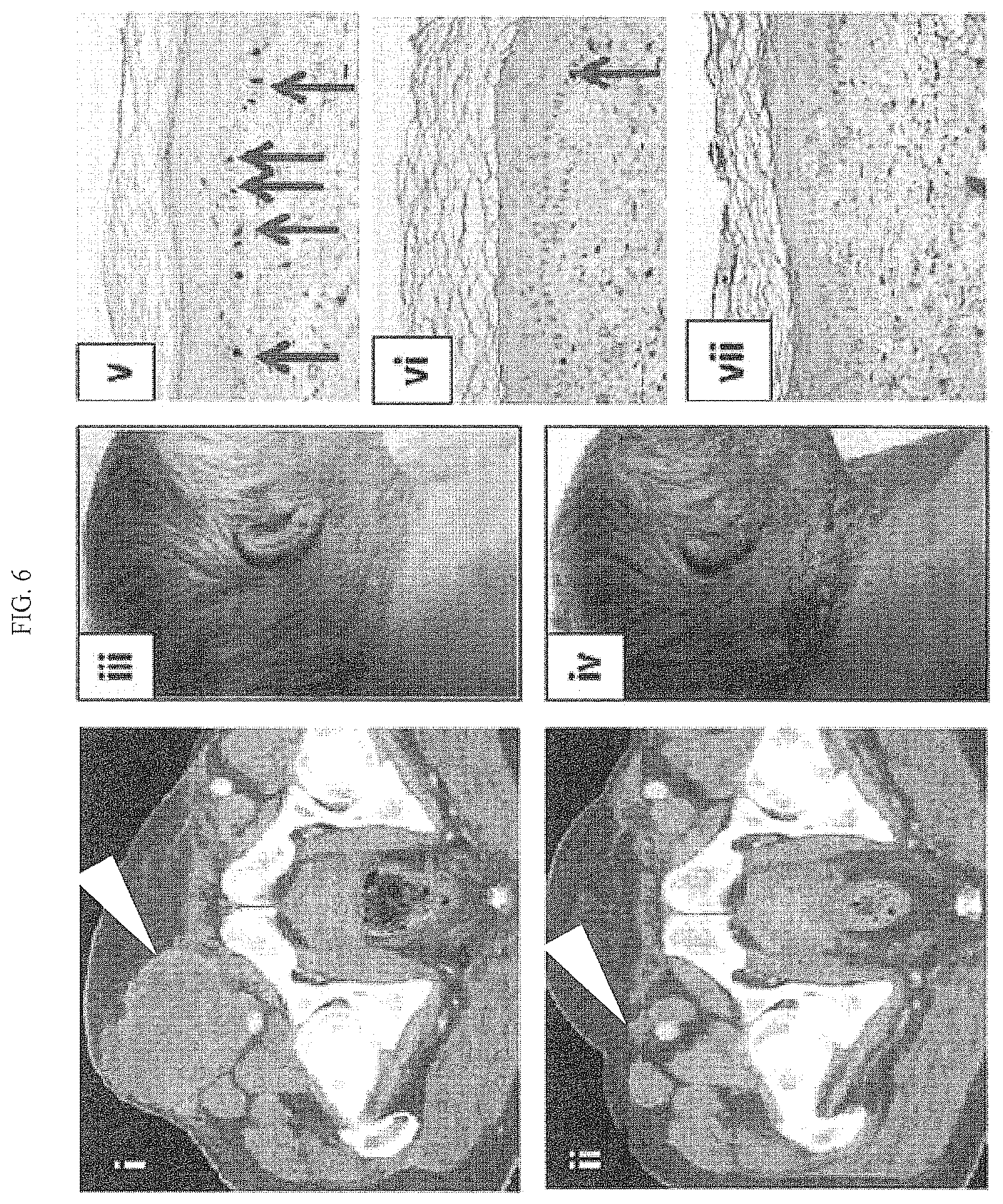 Patent US12590154 Figure 13 – Cancer immunotherapy by disrupting PD-1/PD-L1 signaling