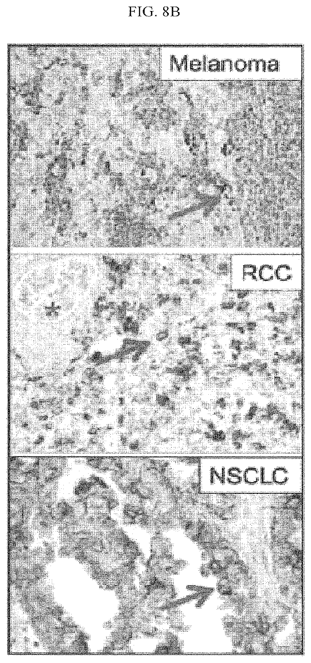 Patent US12590154 Figure 16 – Cancer immunotherapy by disrupting PD-1/PD-L1 signaling