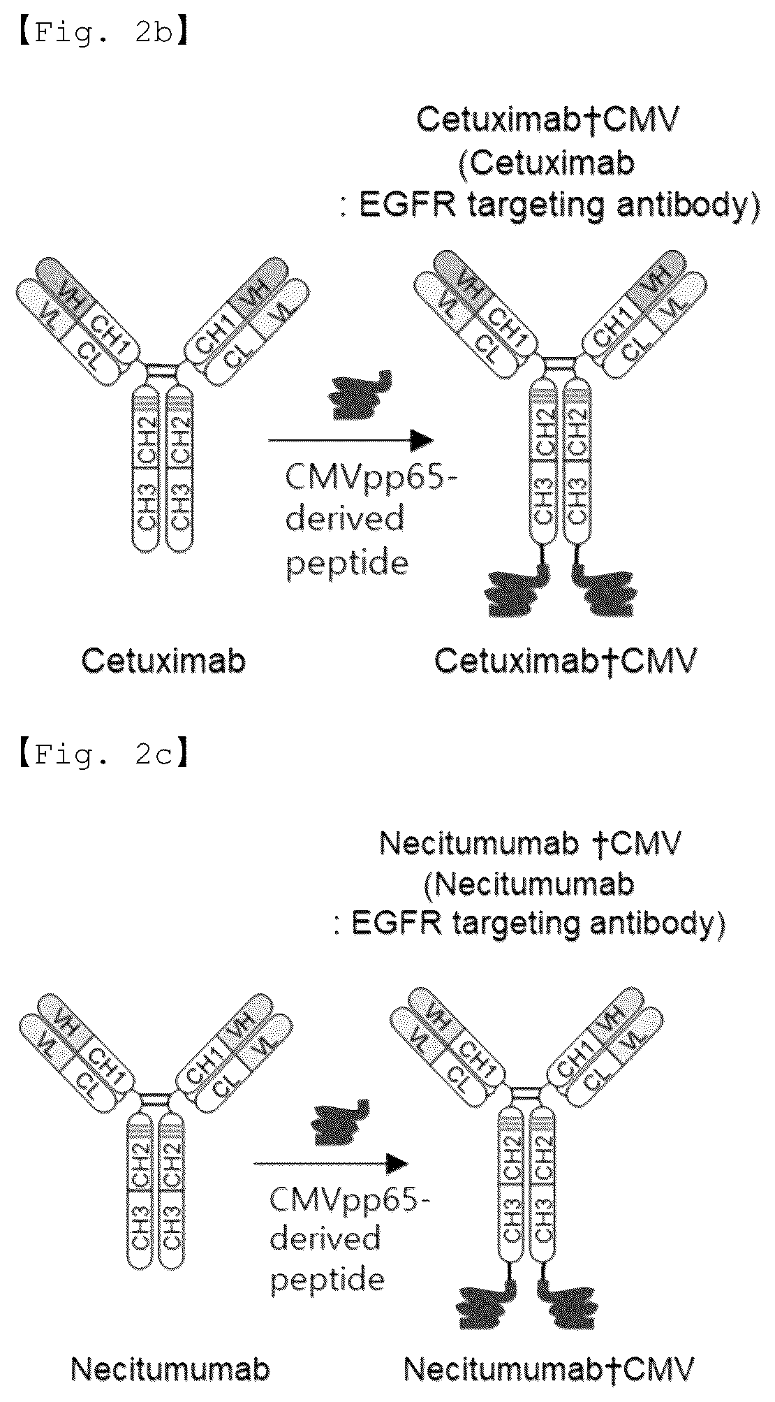 Patent US12590156 Figure 3 – Fusion antibody for presenting antigen-derived T cell antigen epitope or peptide containing same on cell surface, and composition comprising same