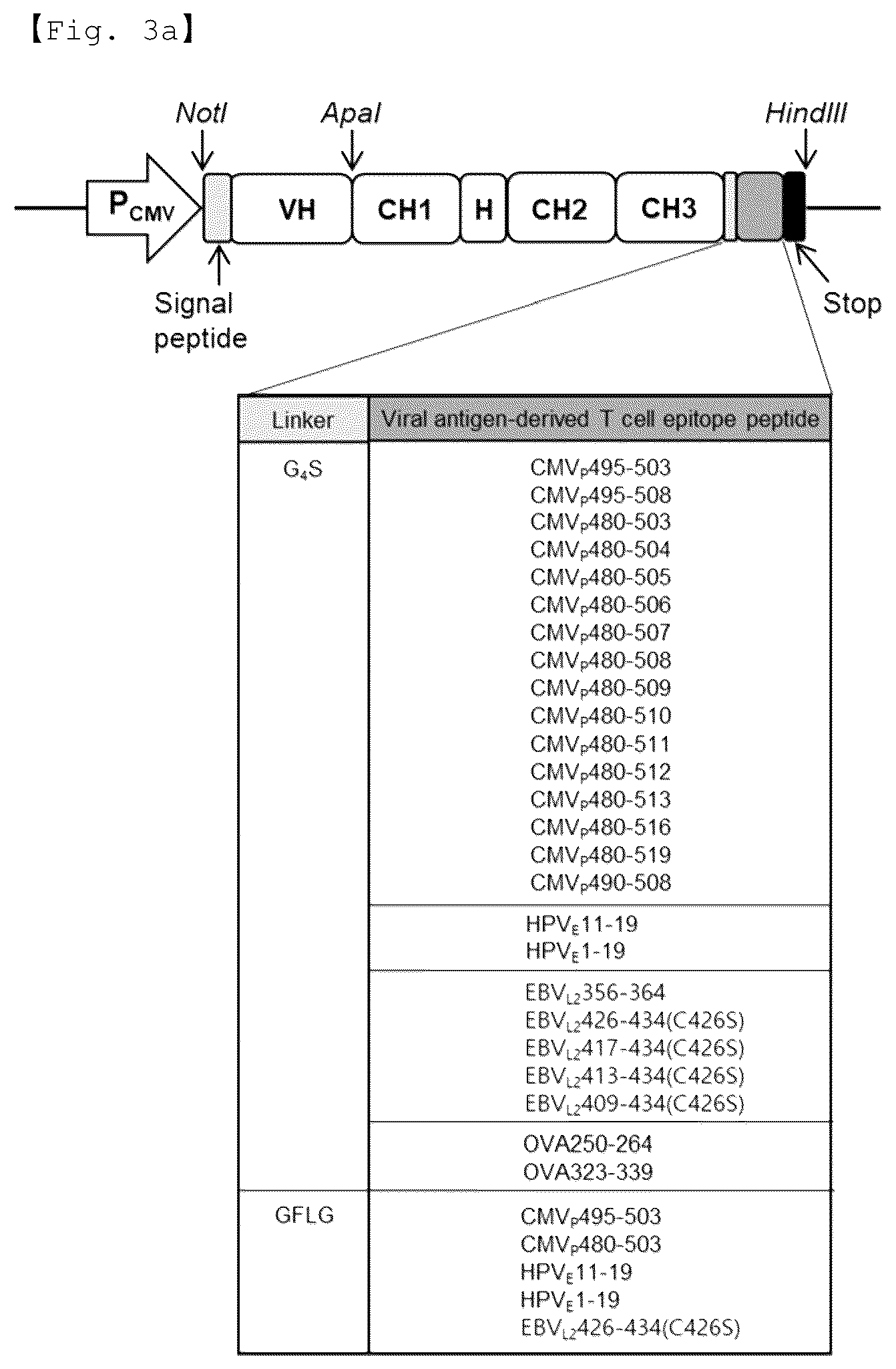 Patent US12590156 Figure 4 – Fusion antibody for presenting antigen-derived T cell antigen epitope or peptide containing same on cell surface, and composition comprising same