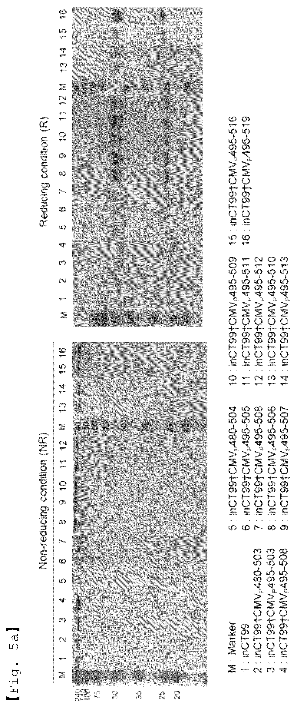 Patent US12590156 Figure 7 – Fusion antibody for presenting antigen-derived T cell antigen epitope or peptide containing same on cell surface, and composition comprising same