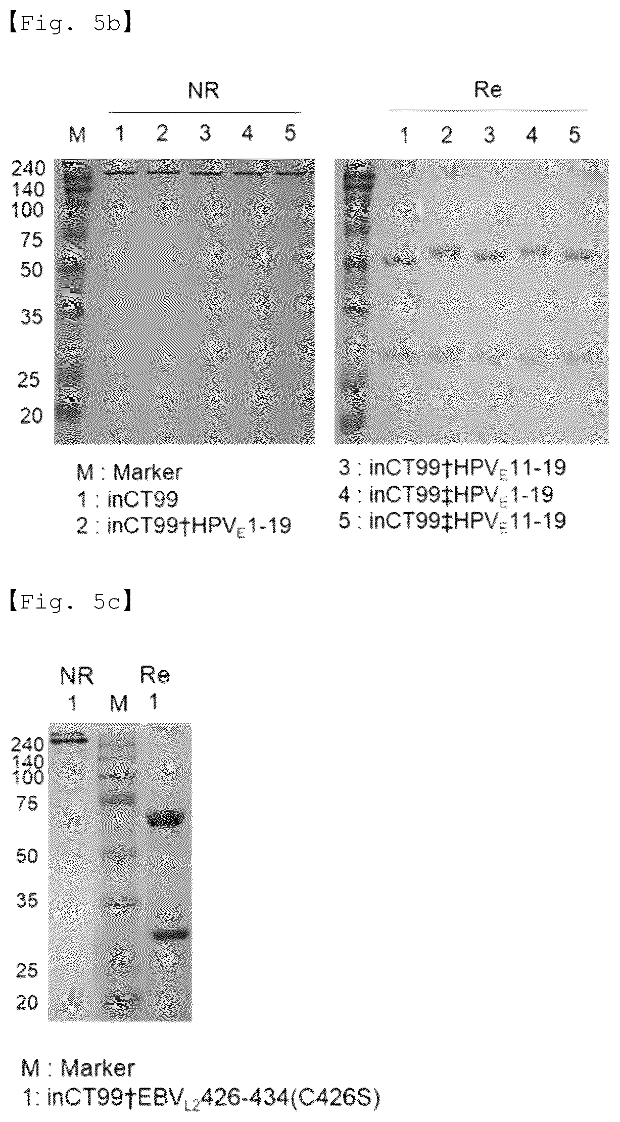 Patent US12590156 Figure 8 – Fusion antibody for presenting antigen-derived T cell antigen epitope or peptide containing same on cell surface, and composition comprising same