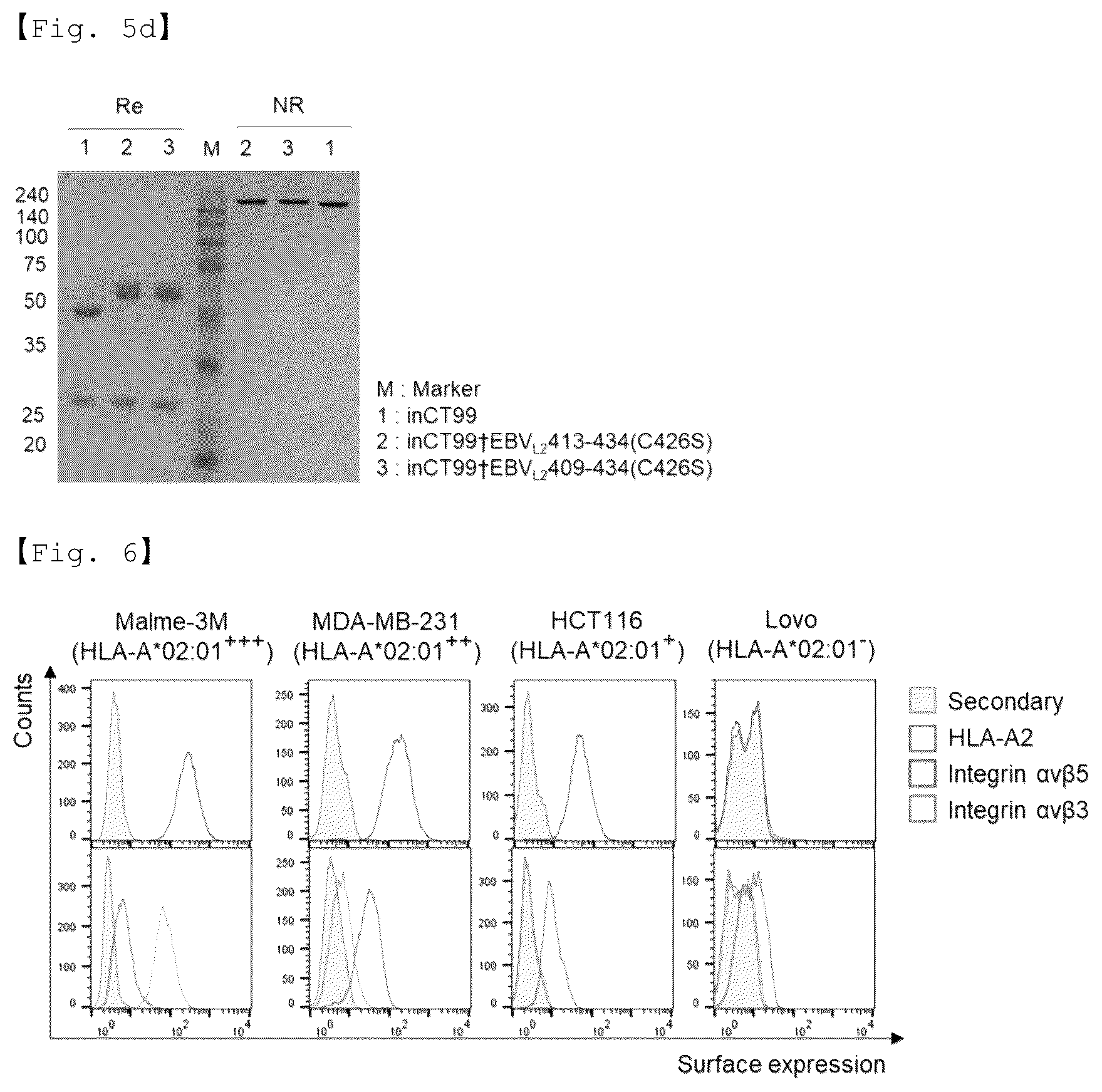 Patent US12590156 Figure 9 – Fusion antibody for presenting antigen-derived T cell antigen epitope or peptide containing same on cell surface, and composition comprising same