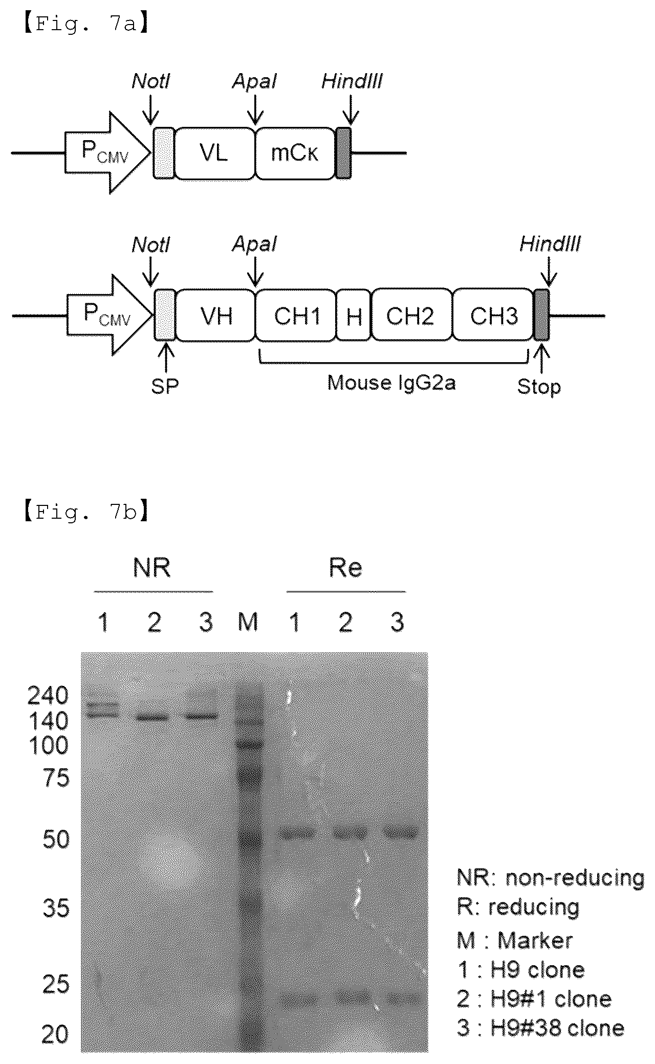 Patent US12590156 Figure 10 – Fusion antibody for presenting antigen-derived T cell antigen epitope or peptide containing same on cell surface, and composition comprising same