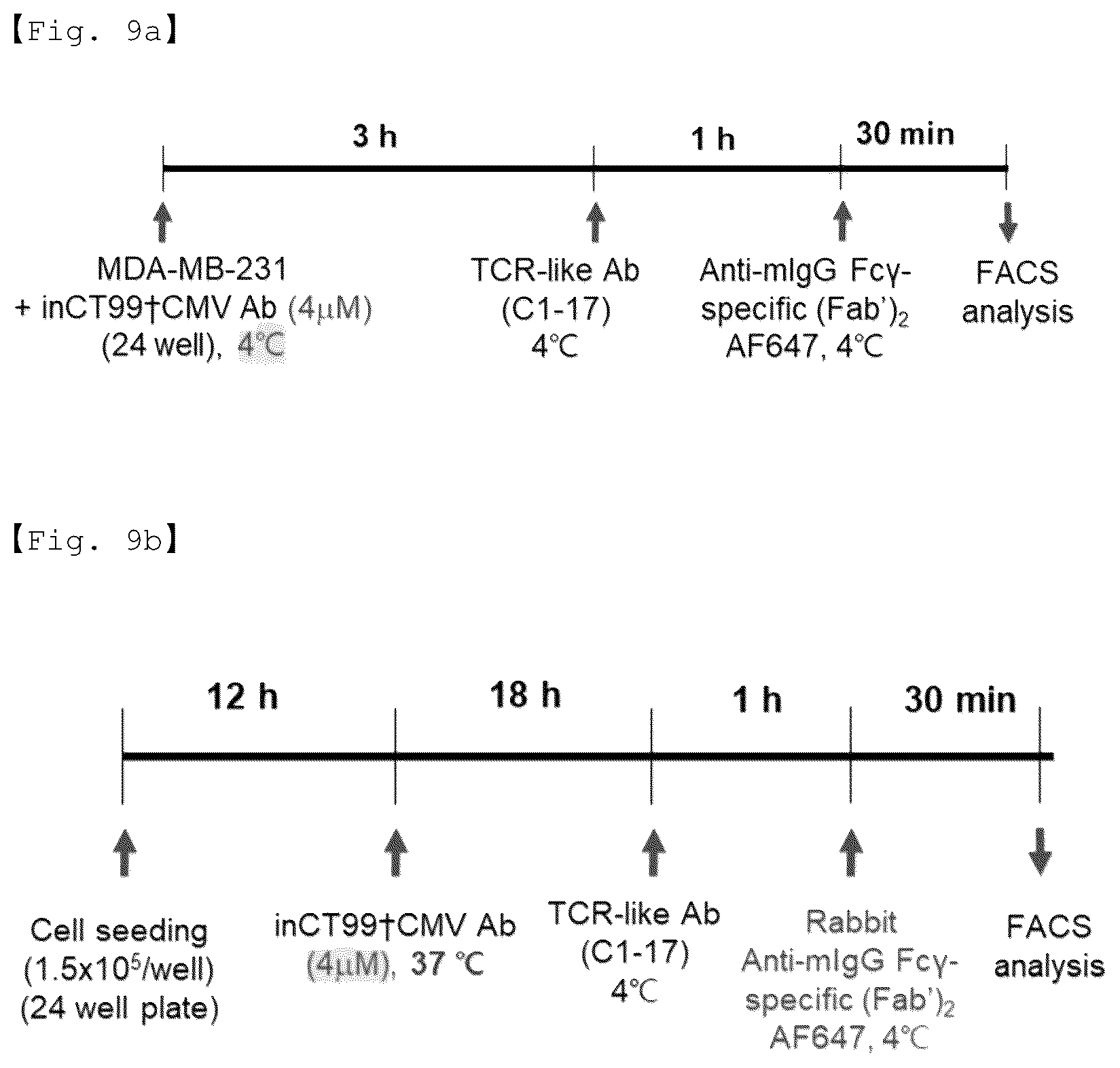 Patent US12590156 Figure 16 – Fusion antibody for presenting antigen-derived T cell antigen epitope or peptide containing same on cell surface, and composition comprising same