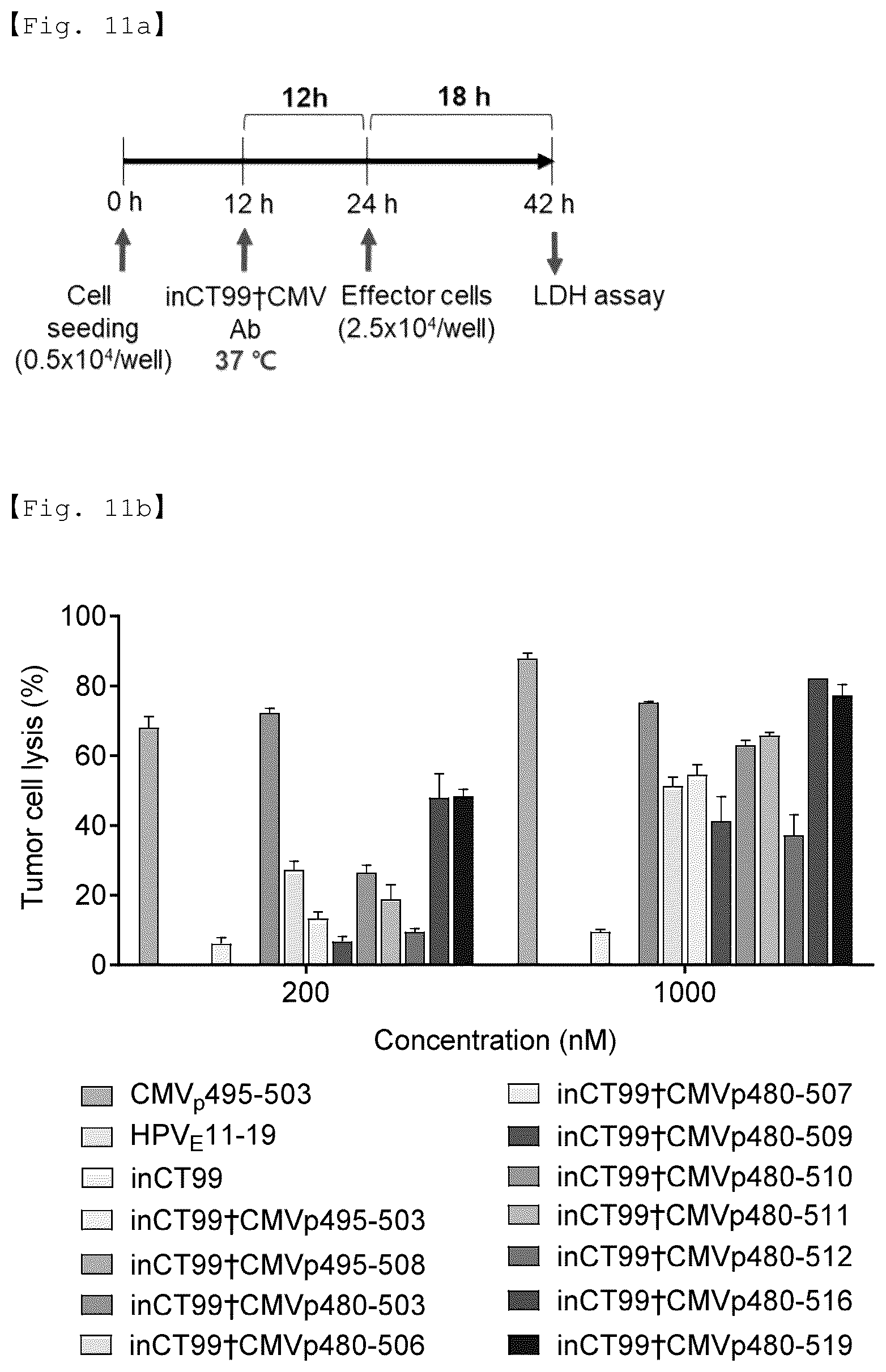 Patent US12590156 Figure 20 – Fusion antibody for presenting antigen-derived T cell antigen epitope or peptide containing same on cell surface, and composition comprising same