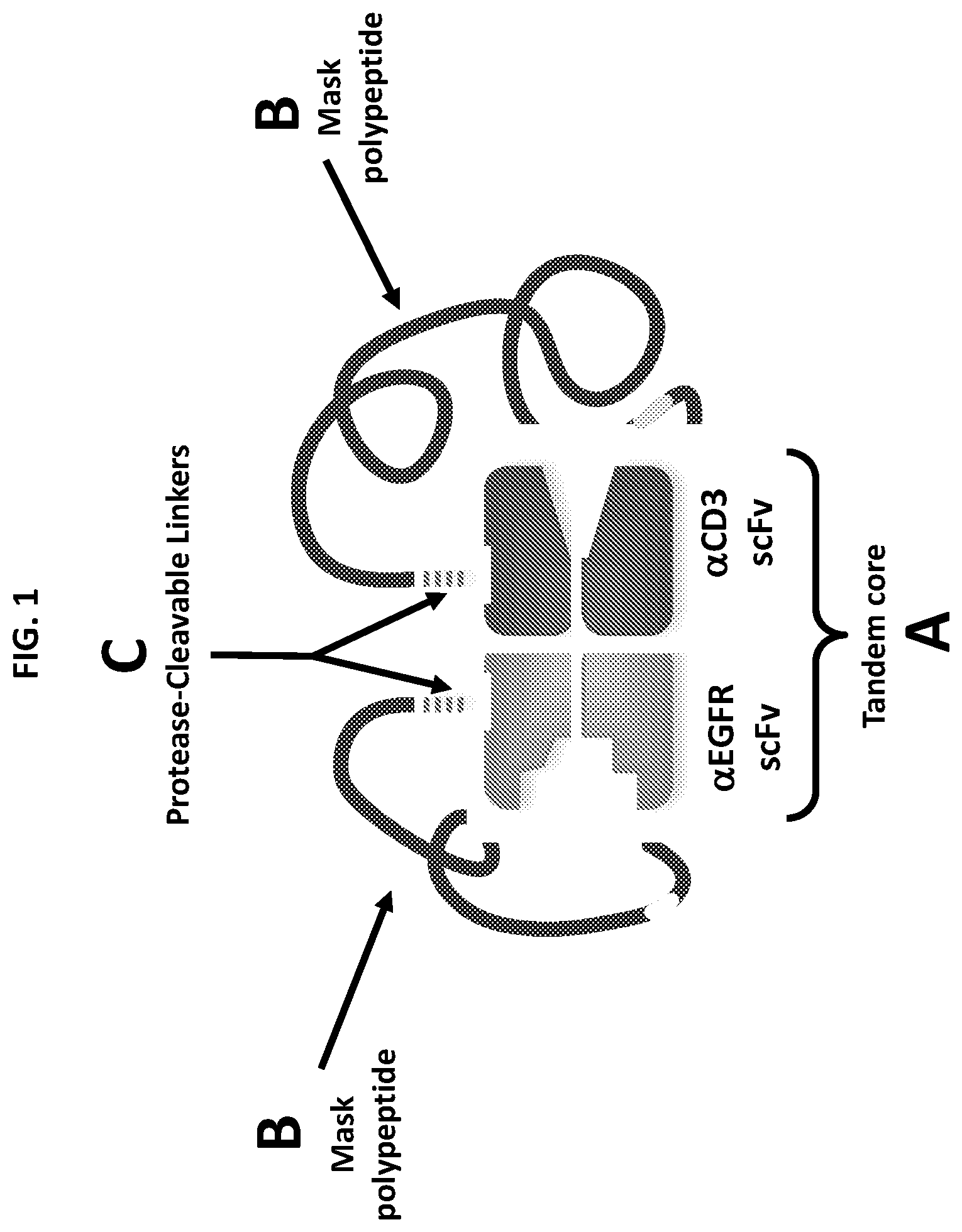 Patent US12590159 — Compositions targeting epidermal growth factor receptor and methods for making and using the same — Figure 1