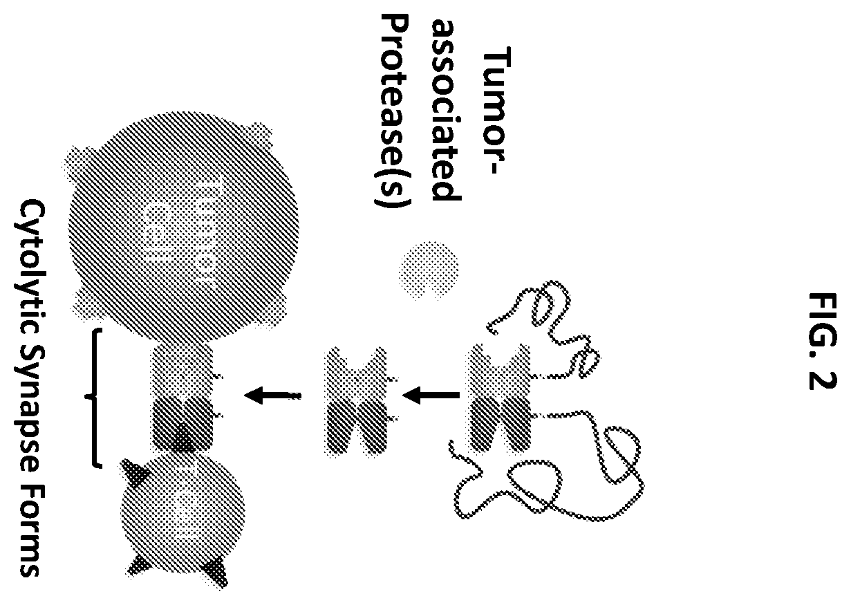 Patent US12590159 Figure 2 – Compositions targeting epidermal growth factor receptor and methods for making and using the same