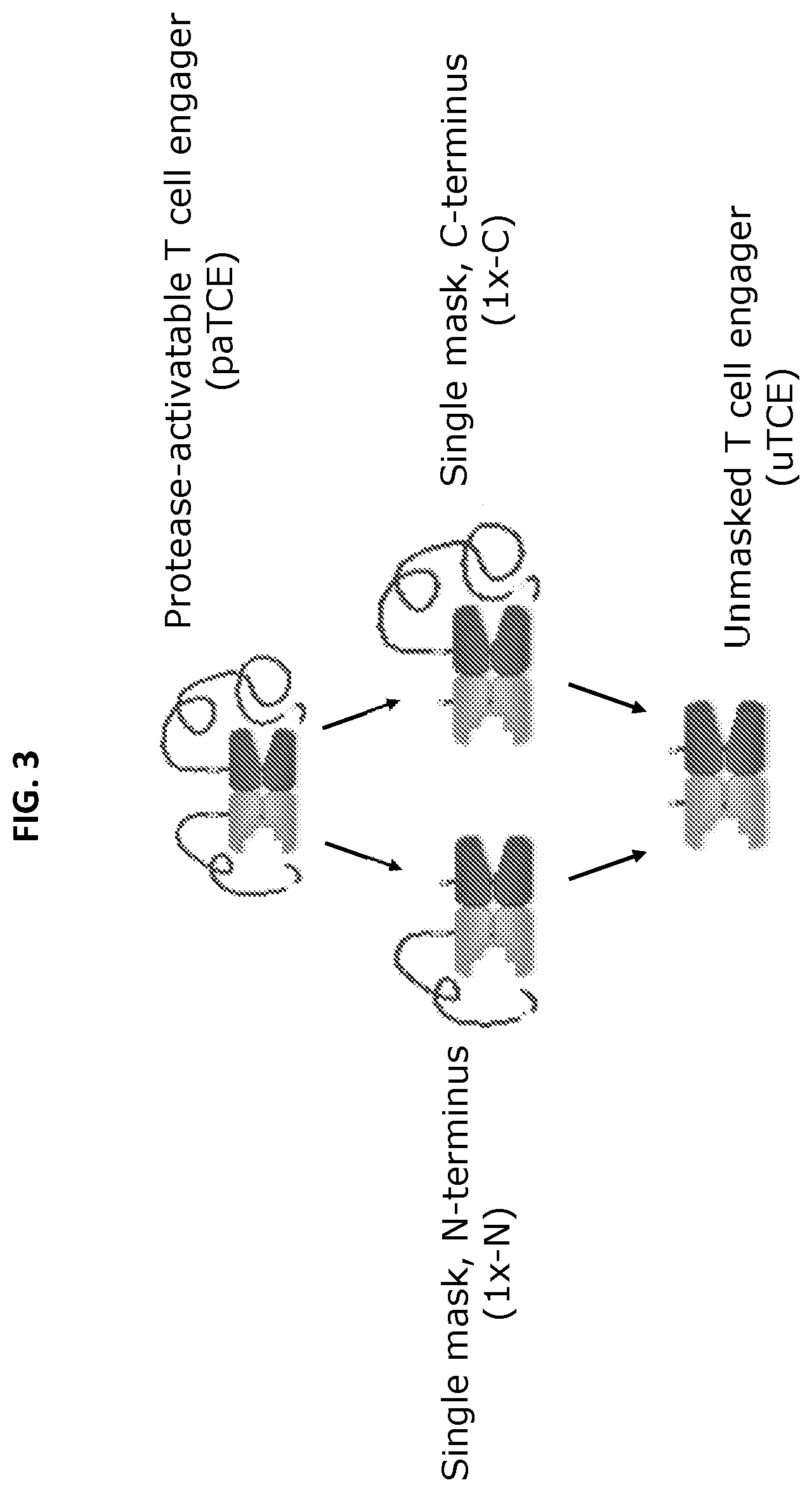 Patent US12590159 Figure 3 – Compositions targeting epidermal growth factor receptor and methods for making and using the same