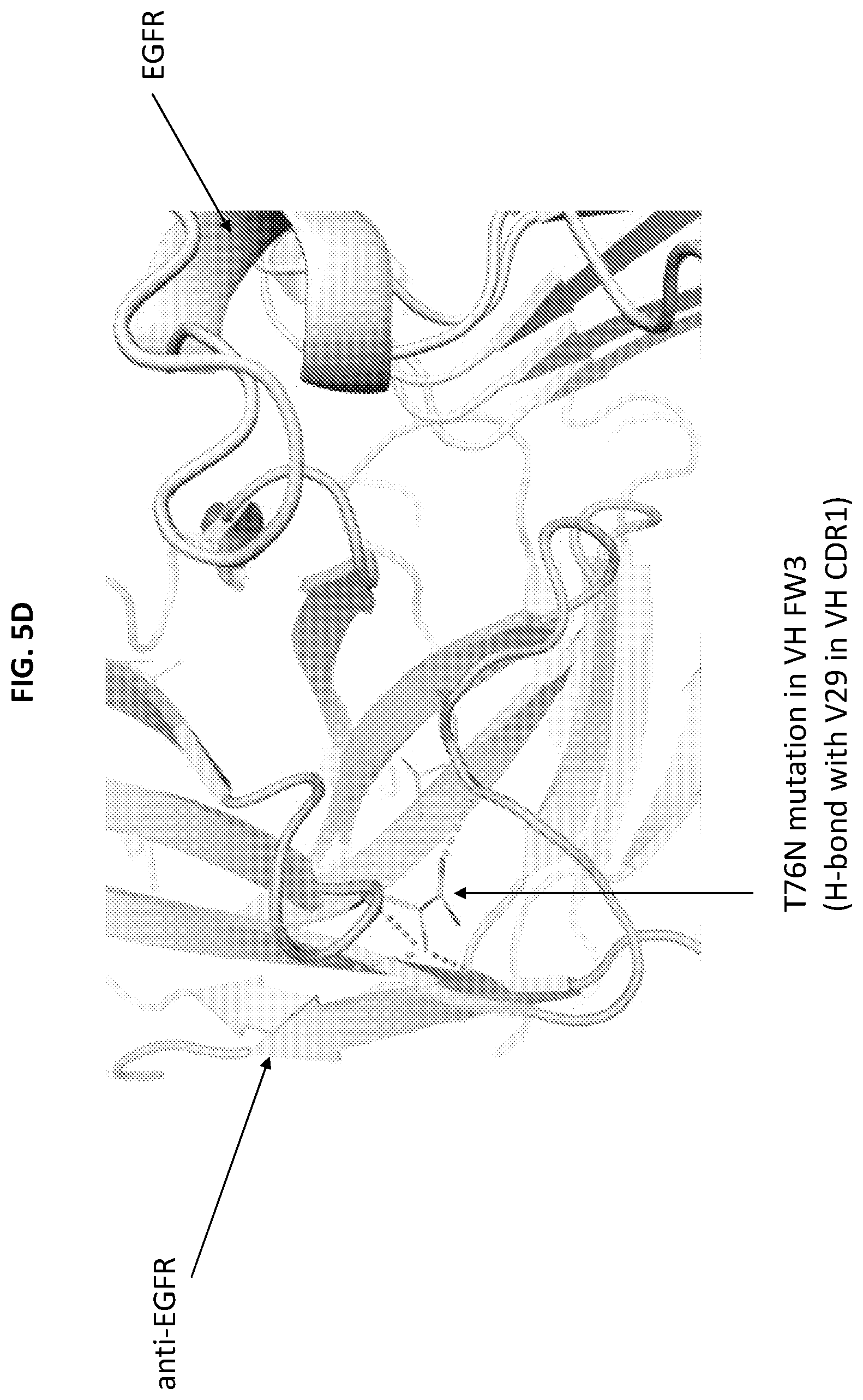 Patent US12590159 Figure 7 – Compositions targeting epidermal growth factor receptor and methods for making and using the same