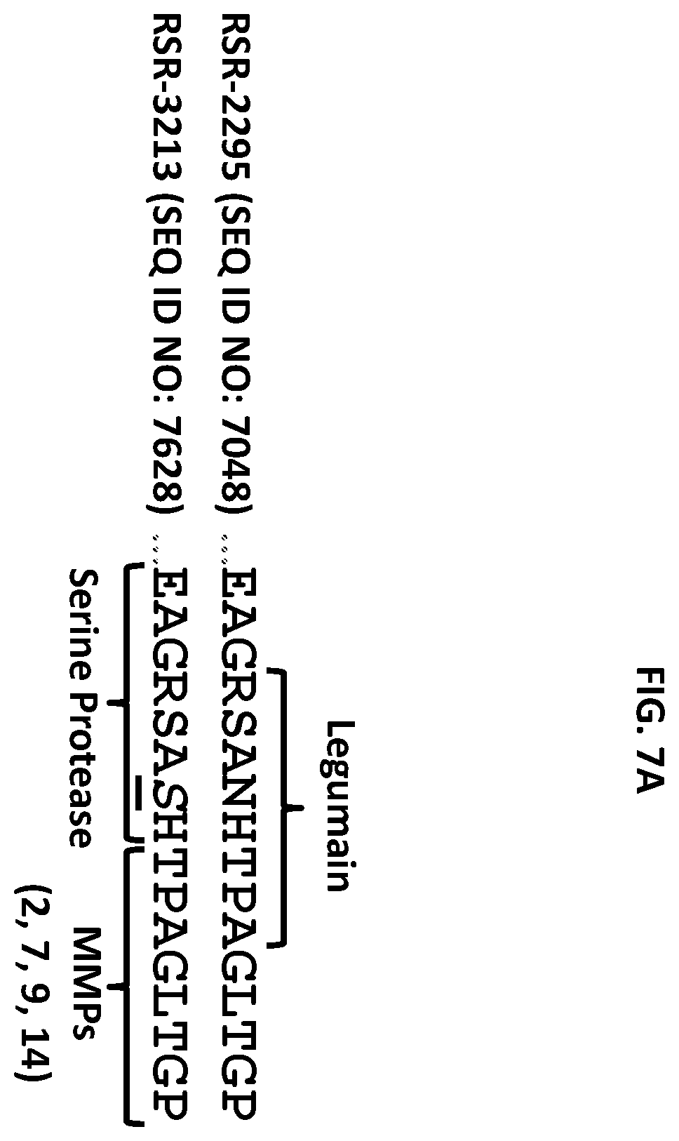 Patent US12590159 Figure 9 – Compositions targeting epidermal growth factor receptor and methods for making and using the same