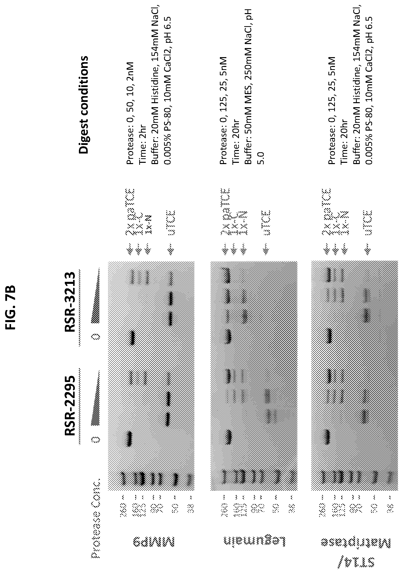 Patent US12590159 Figure 10 – Compositions targeting epidermal growth factor receptor and methods for making and using the same