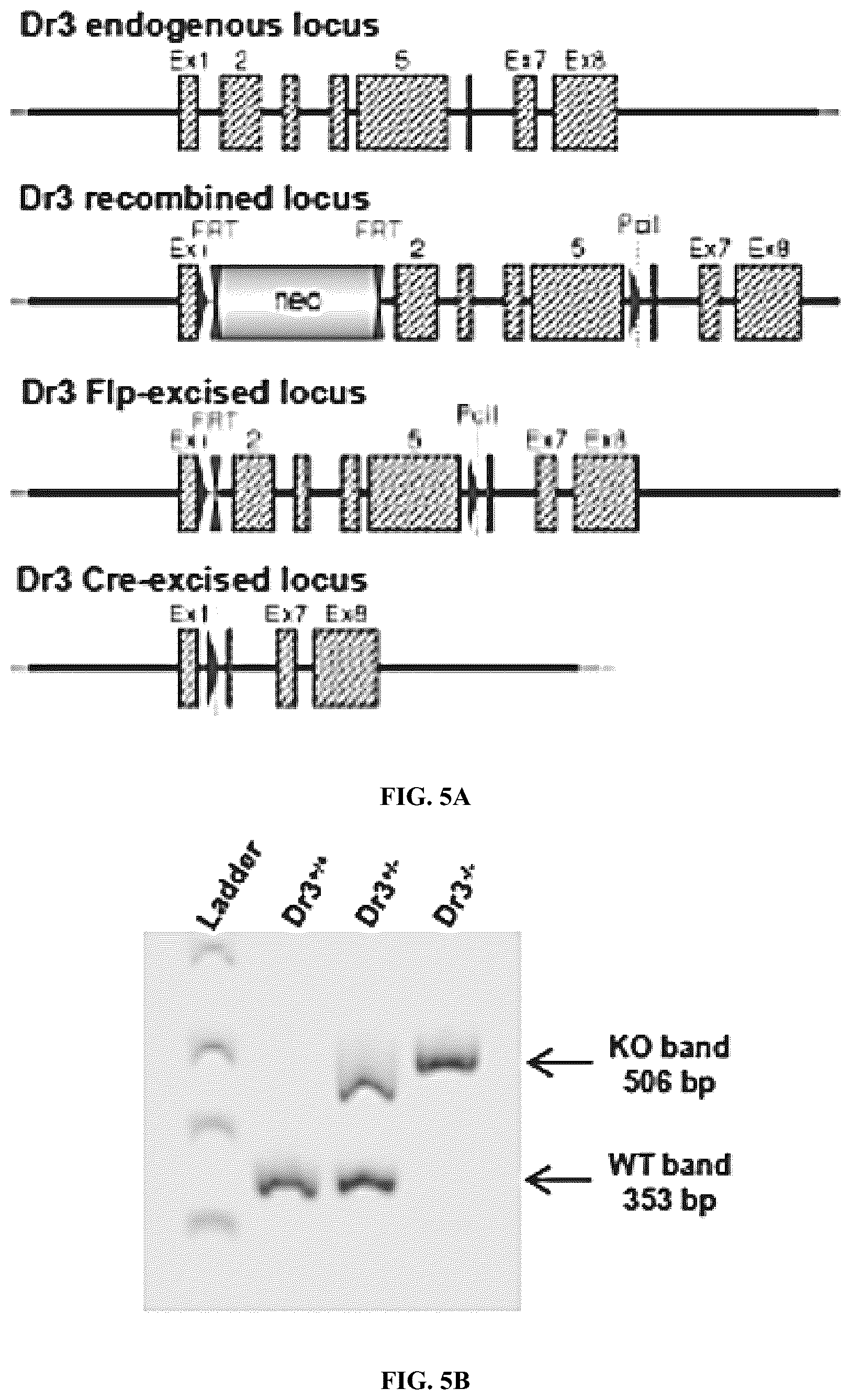 Patent US12590160 Figure 12 – Mitigation and reversal of intestinal fibrosis and inflammation by inhibition of TL1A function