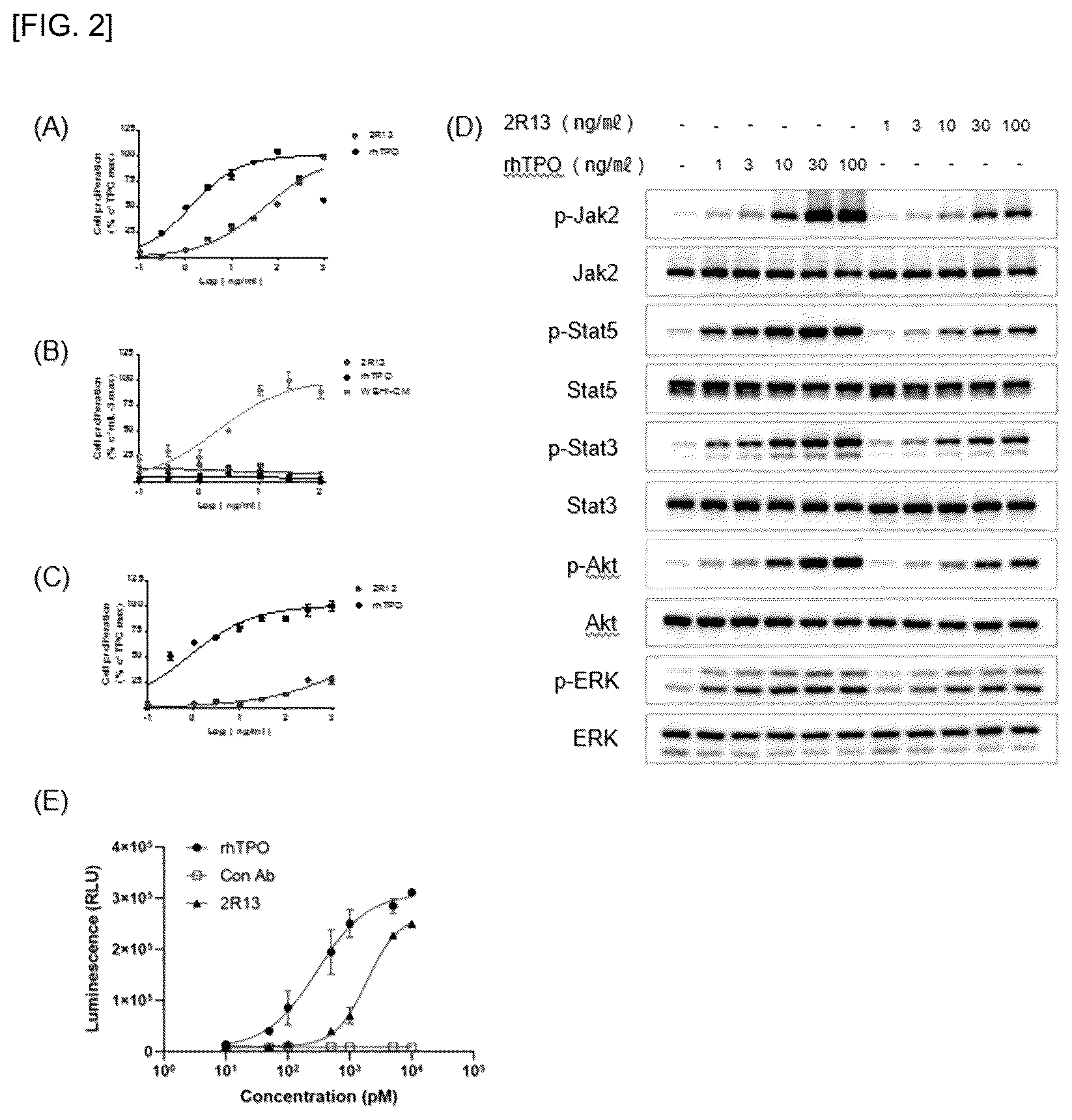 Patent US12590161 Figure 2 – Anti-C-MPL antibody and use thereof