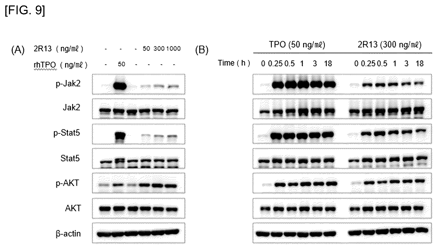 Patent US12590161 Figure 8 – Anti-C-MPL antibody and use thereof