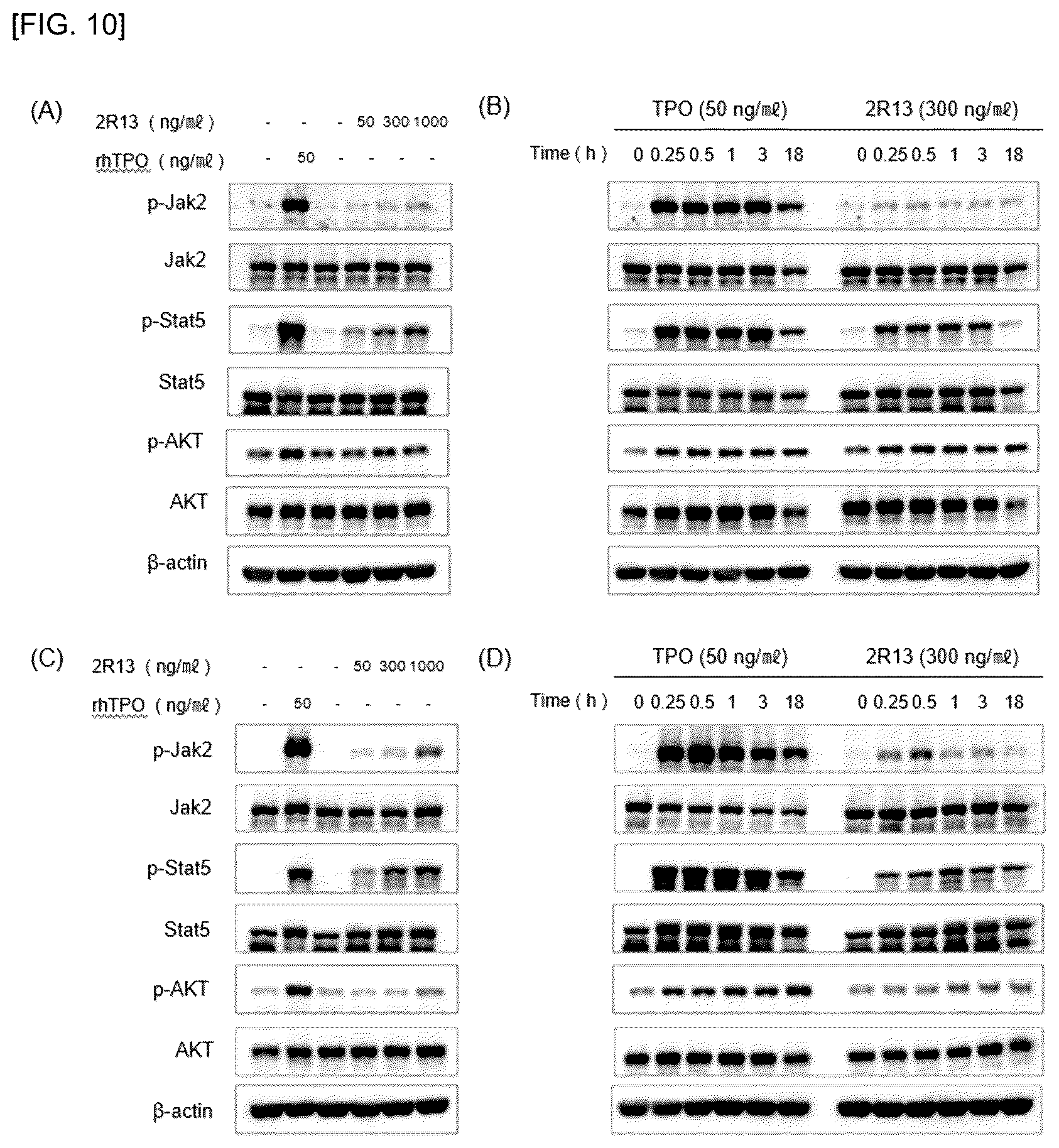 Patent US12590161 Figure 9 – Anti-C-MPL antibody and use thereof
